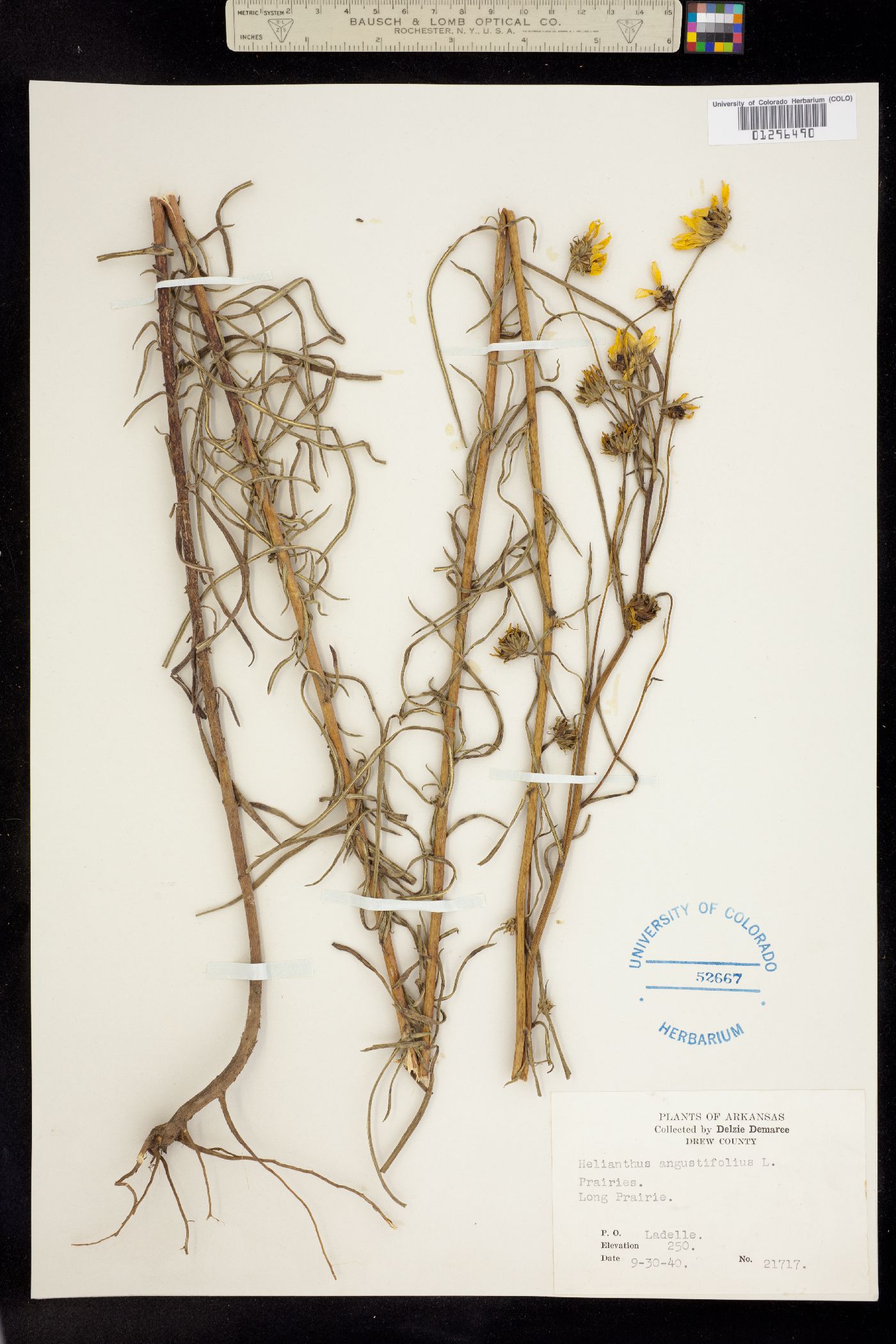 Helianthus angustifolius image