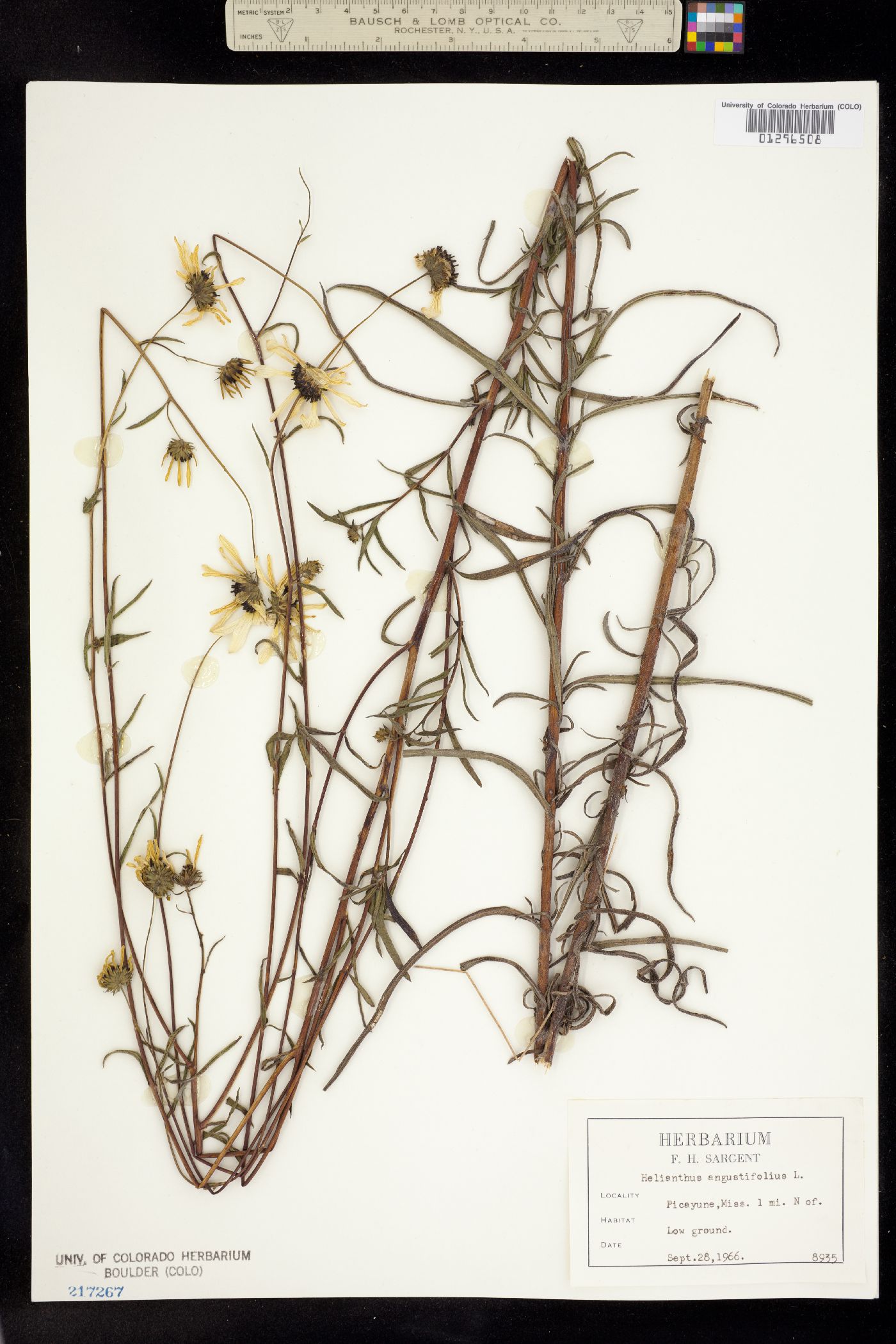 Helianthus angustifolius image