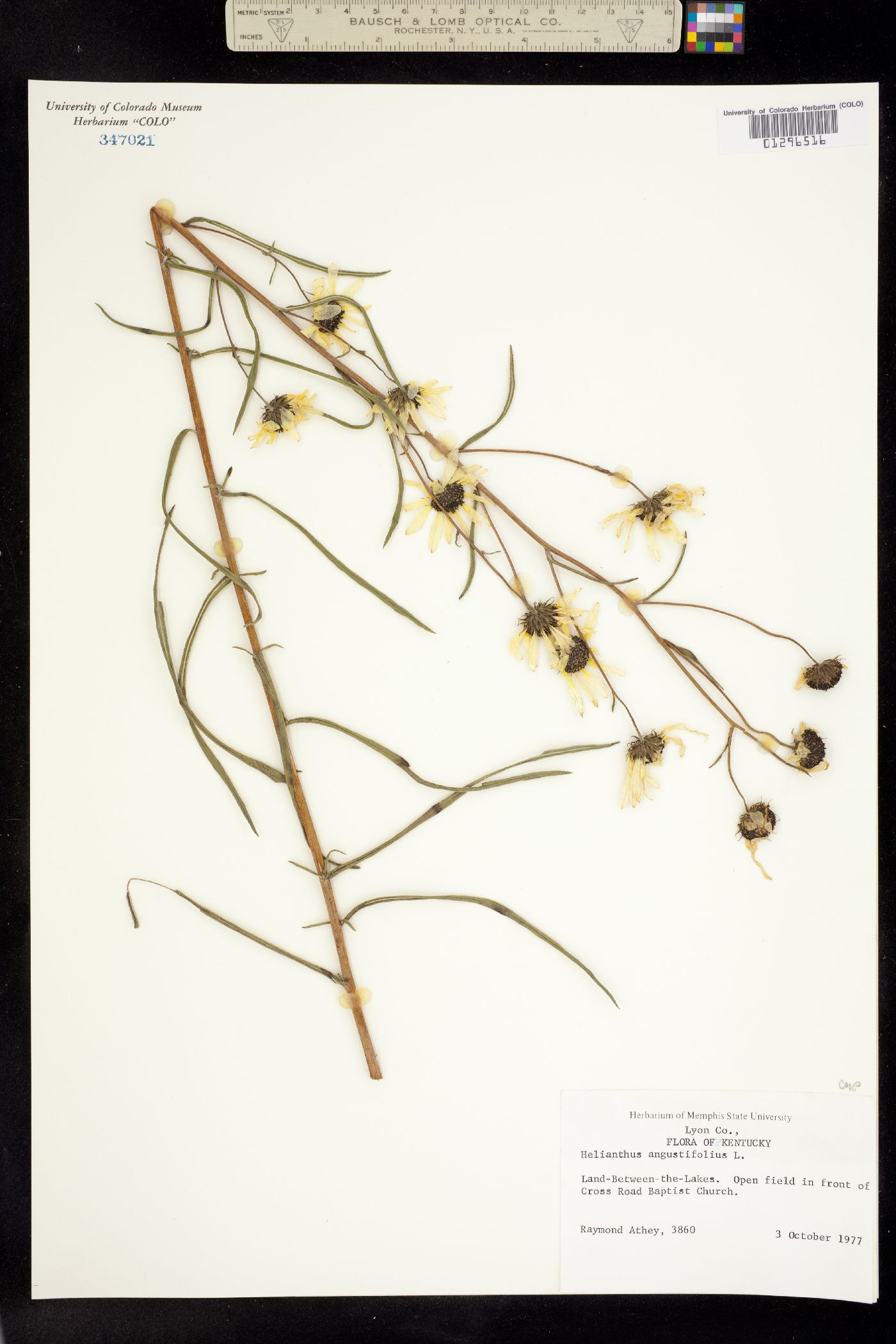 Helianthus angustifolius image