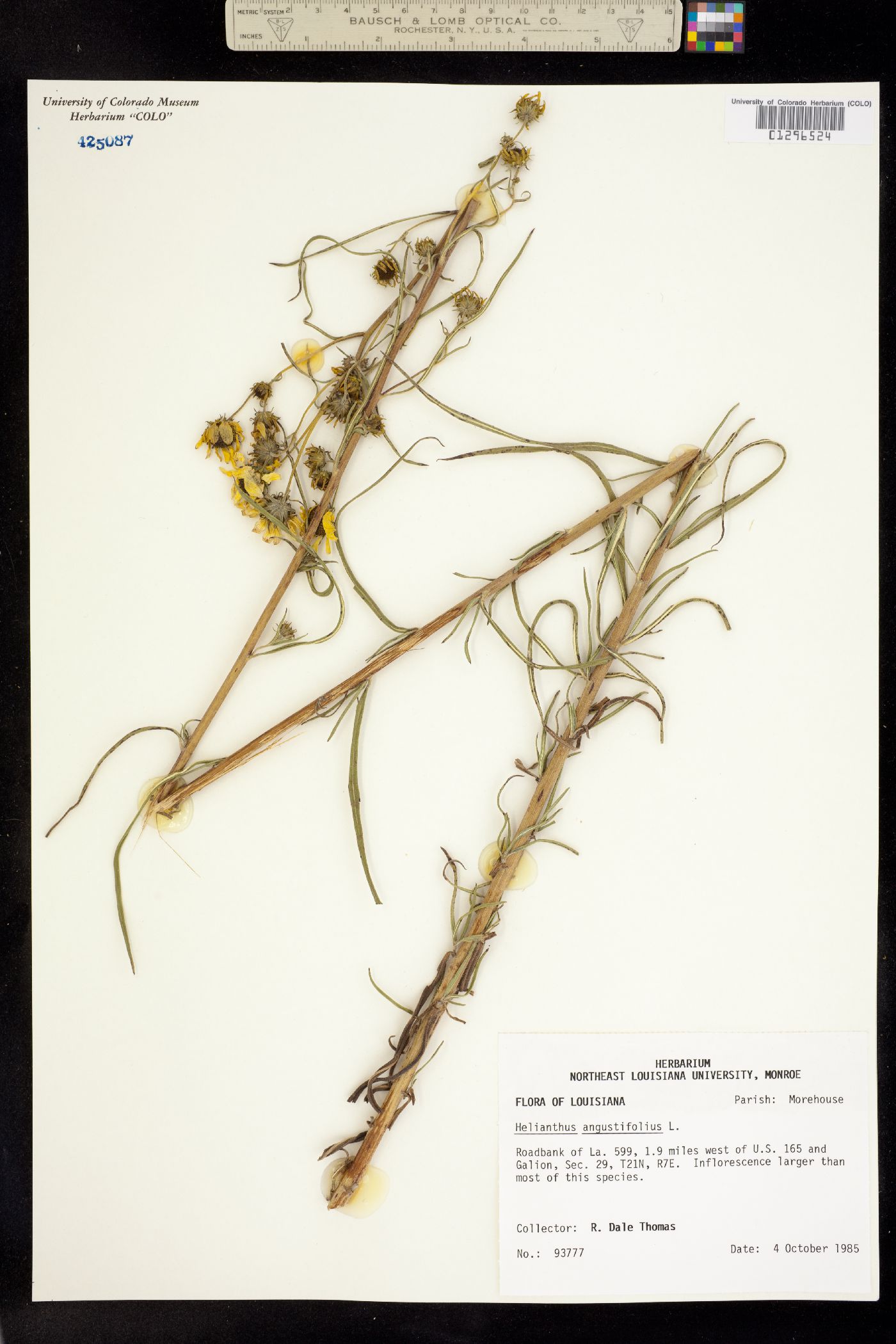 Helianthus angustifolius image