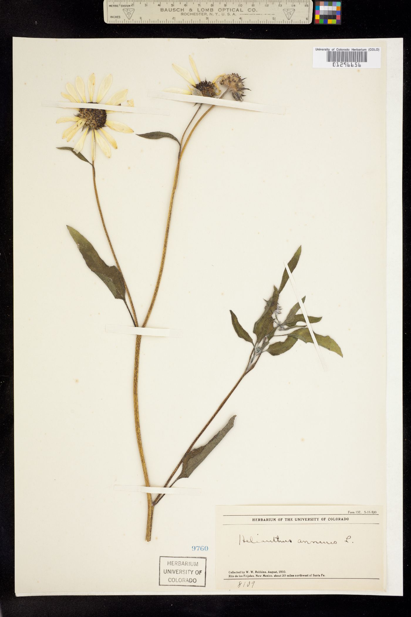Helianthus annuus image
