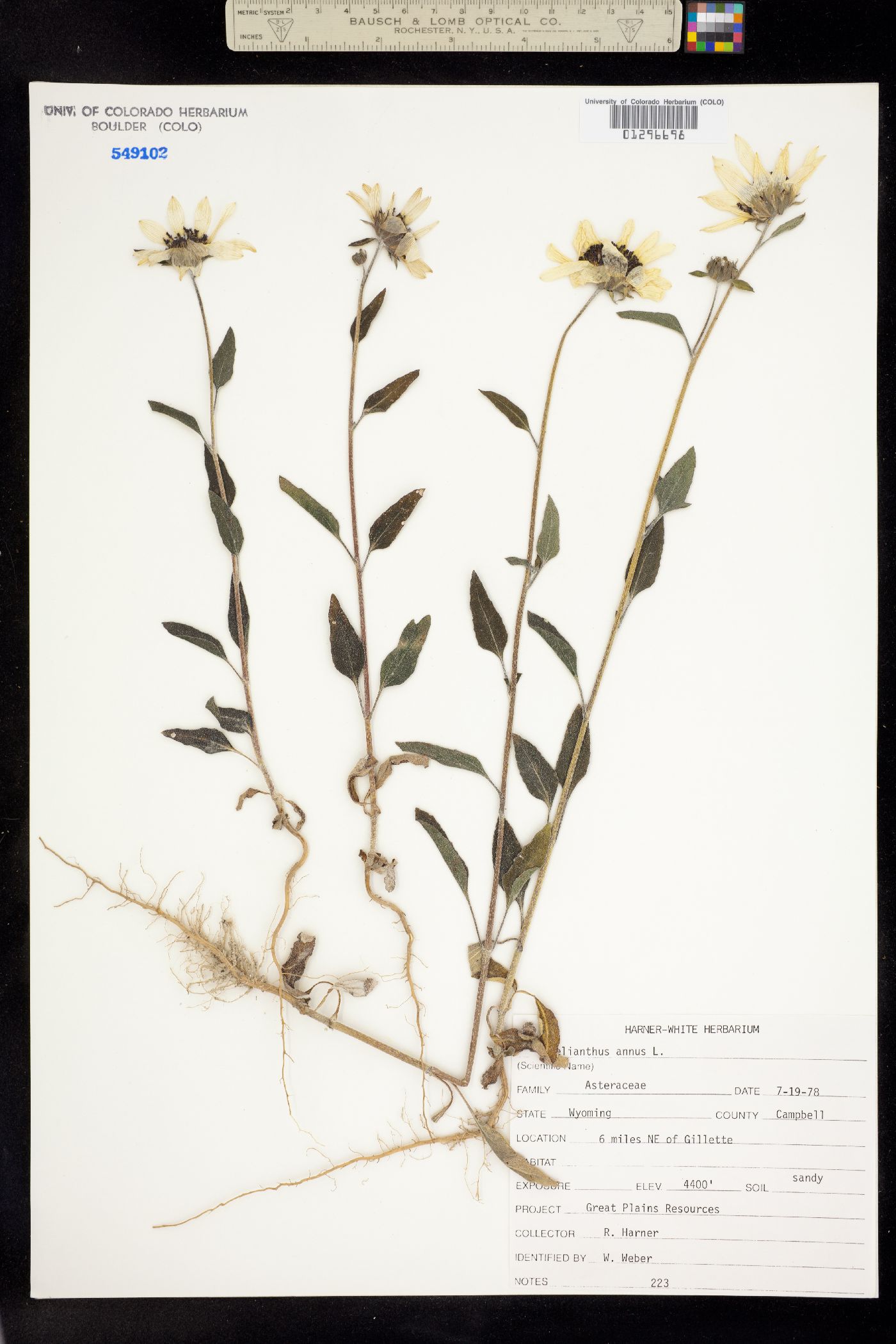 Helianthus annuus image