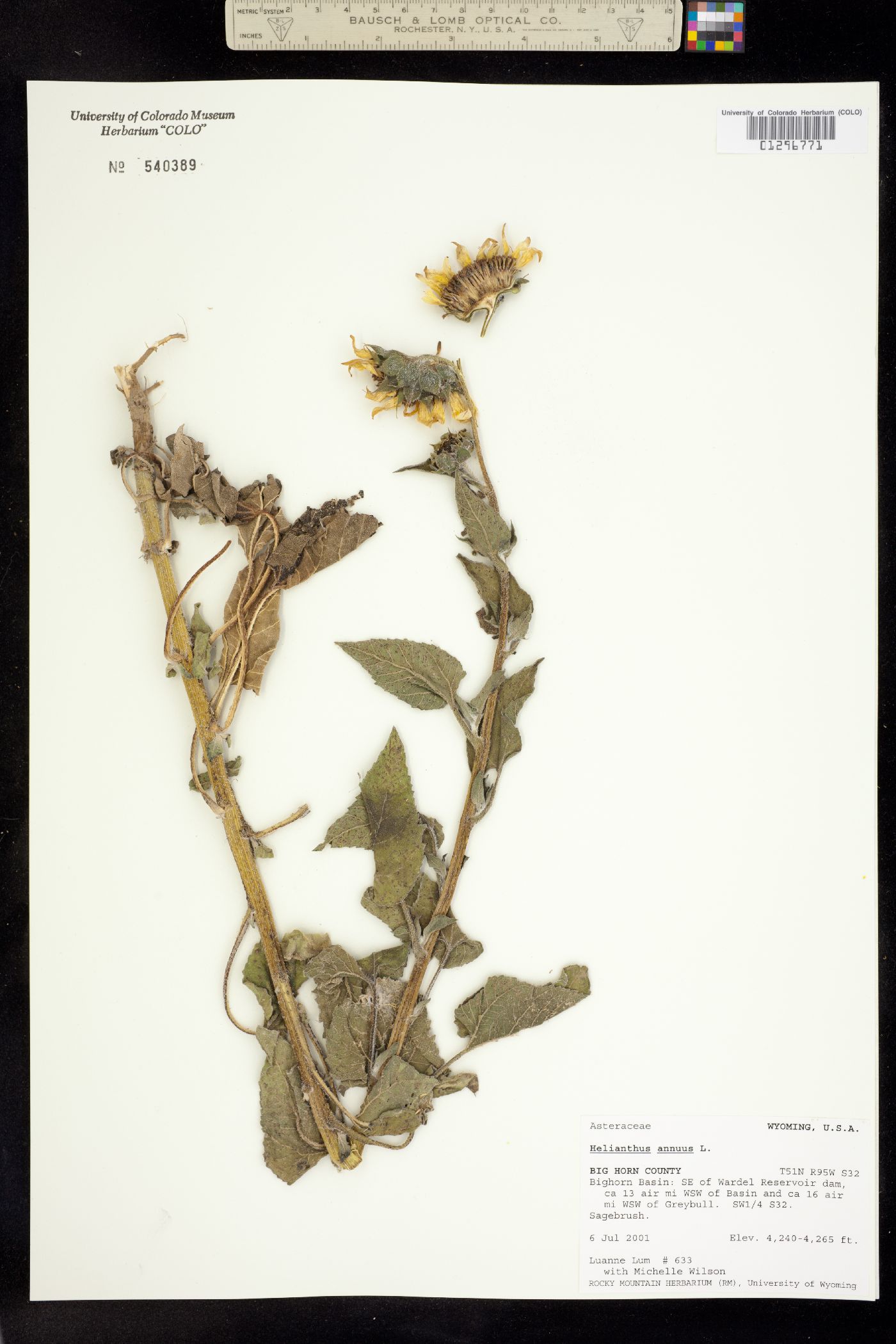 Helianthus annuus image