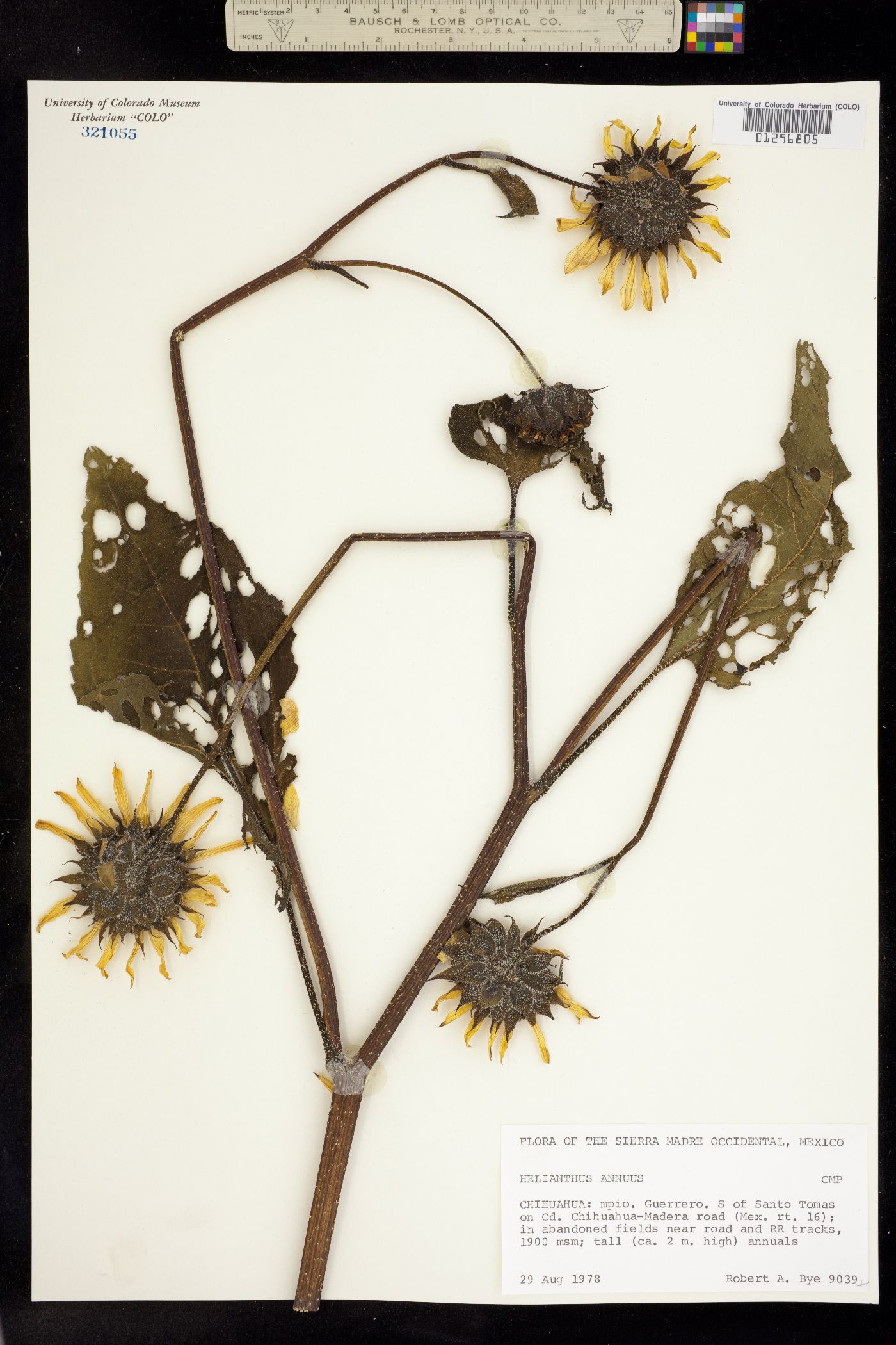 Helianthus annuus image