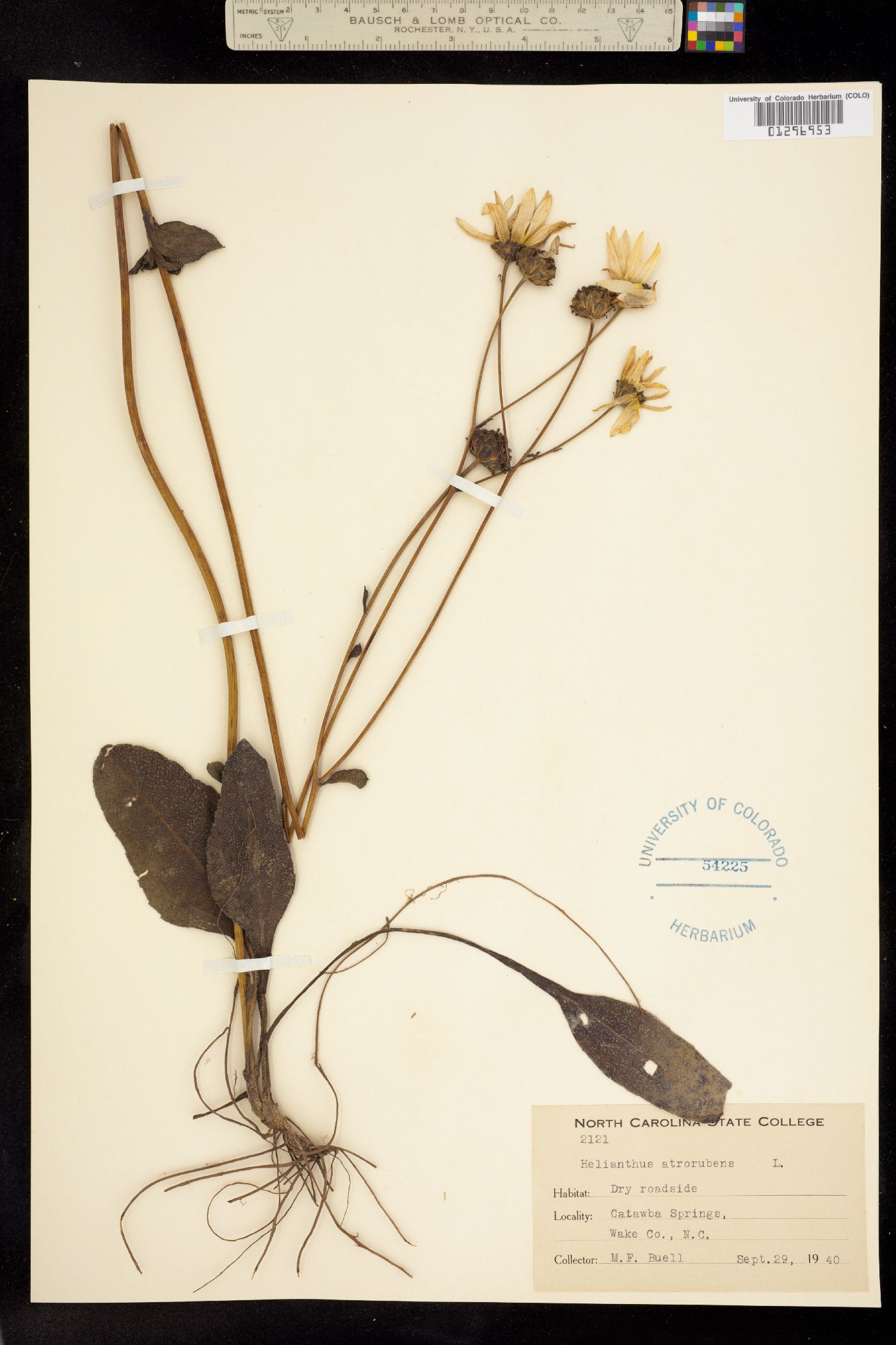 Helianthus atrorubens image