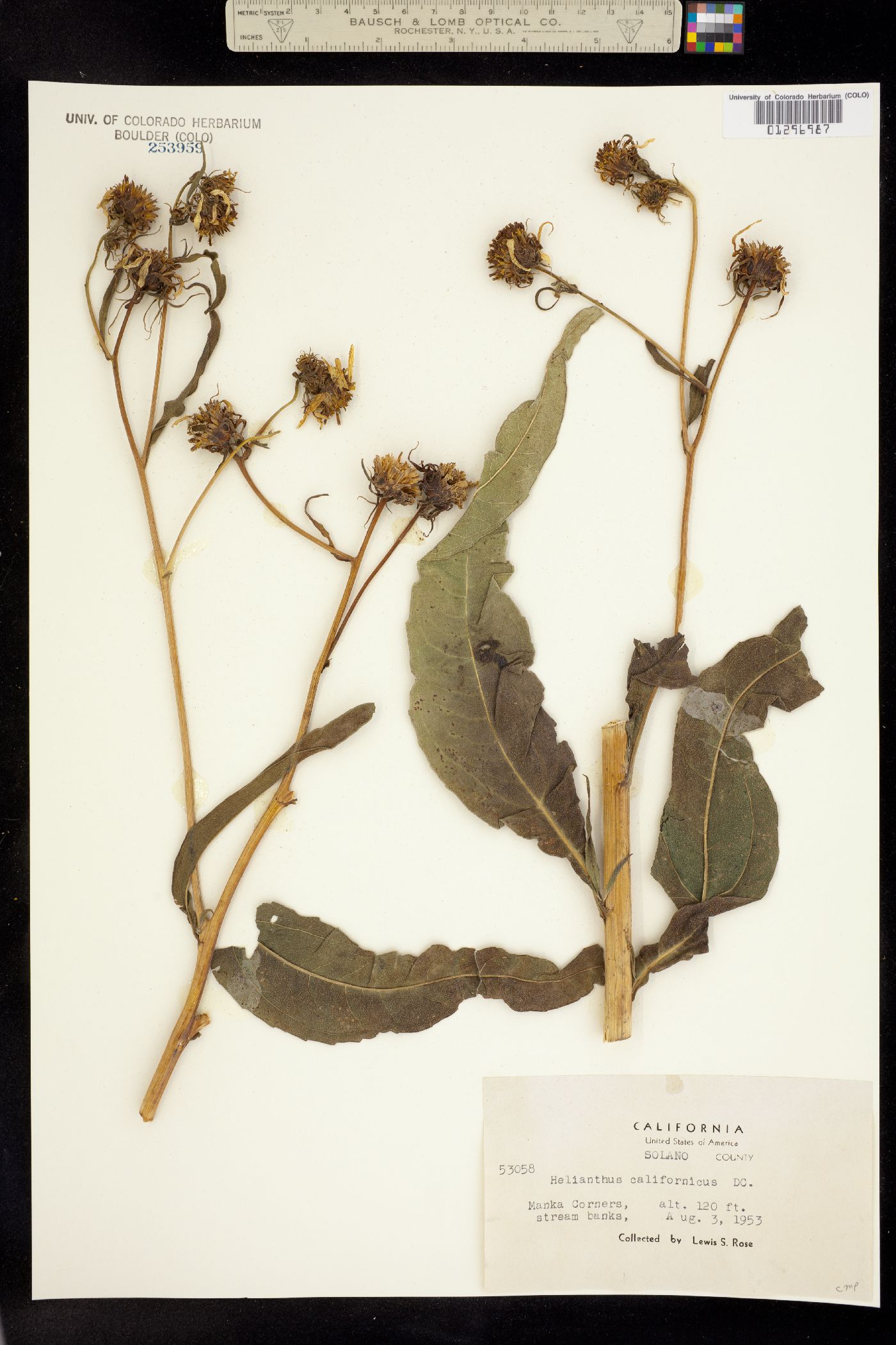 Helianthus californicus image