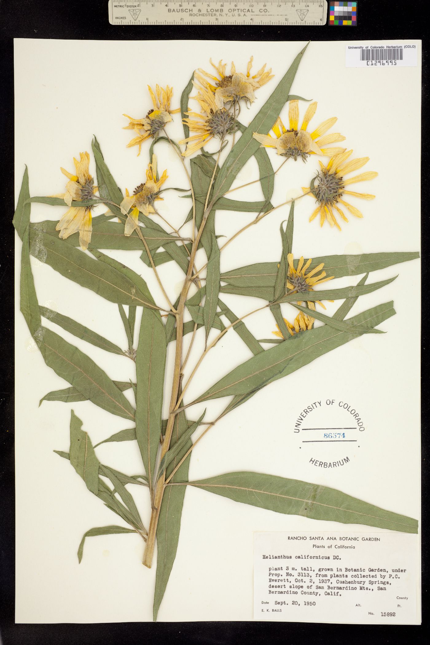 Helianthus californicus image