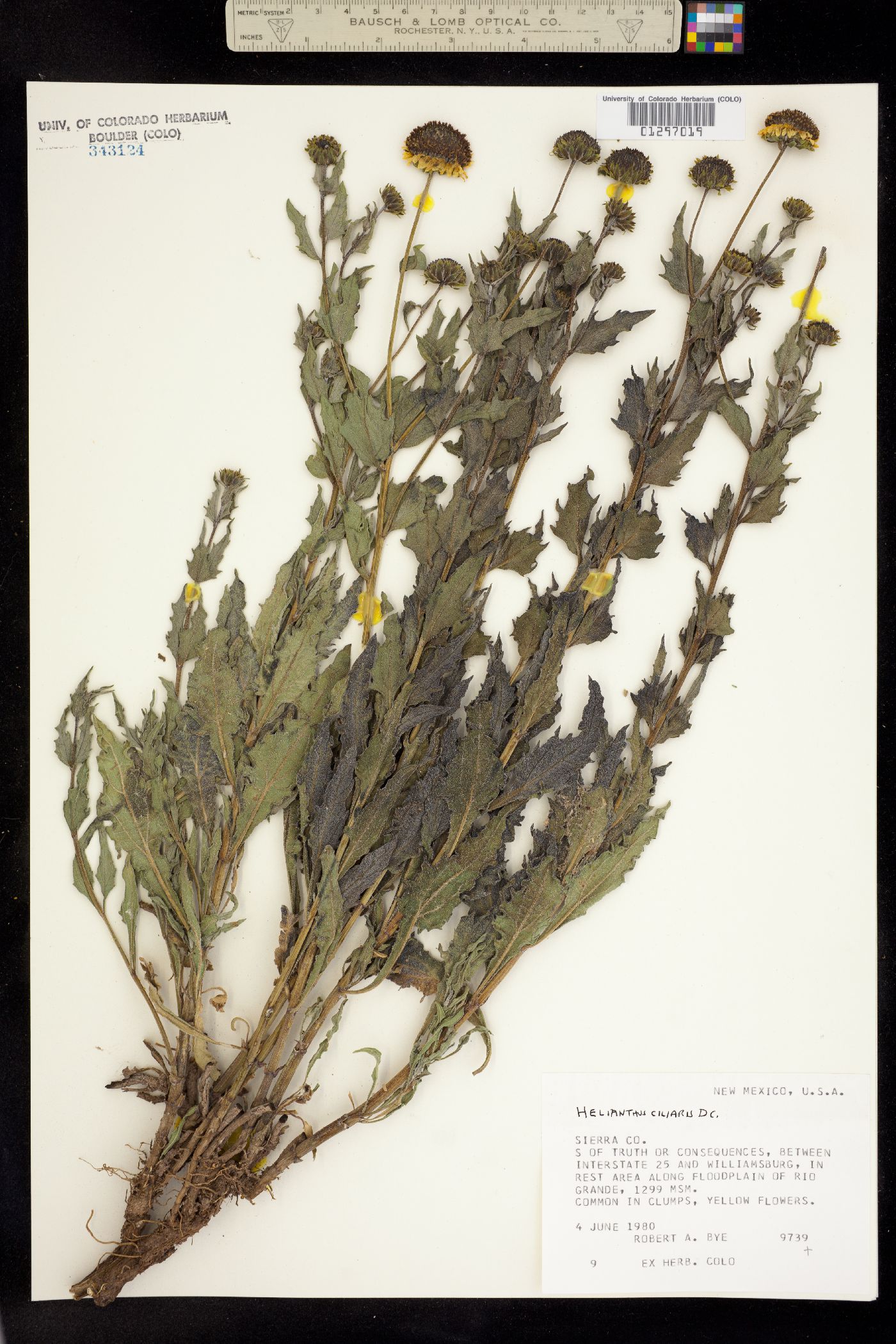 Helianthus ciliaris image