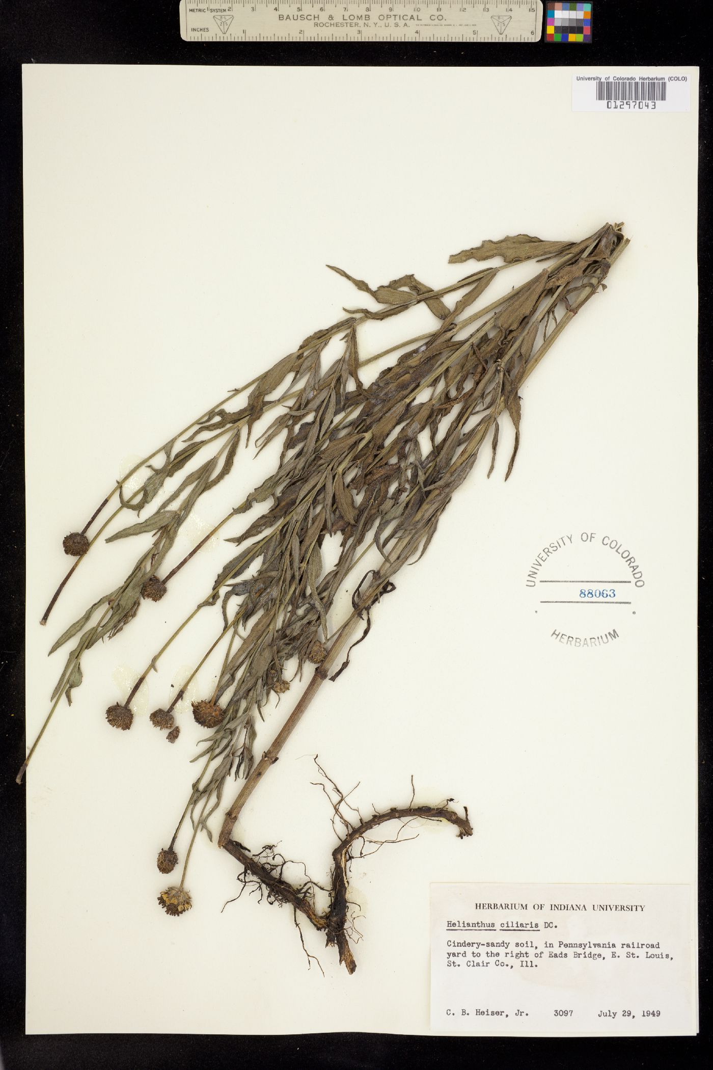 Helianthus ciliaris image