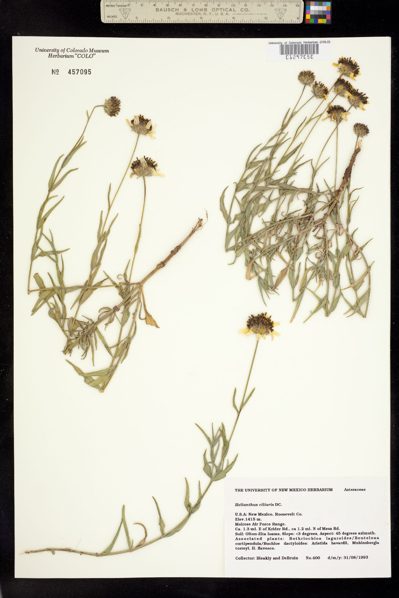 Helianthus ciliaris image