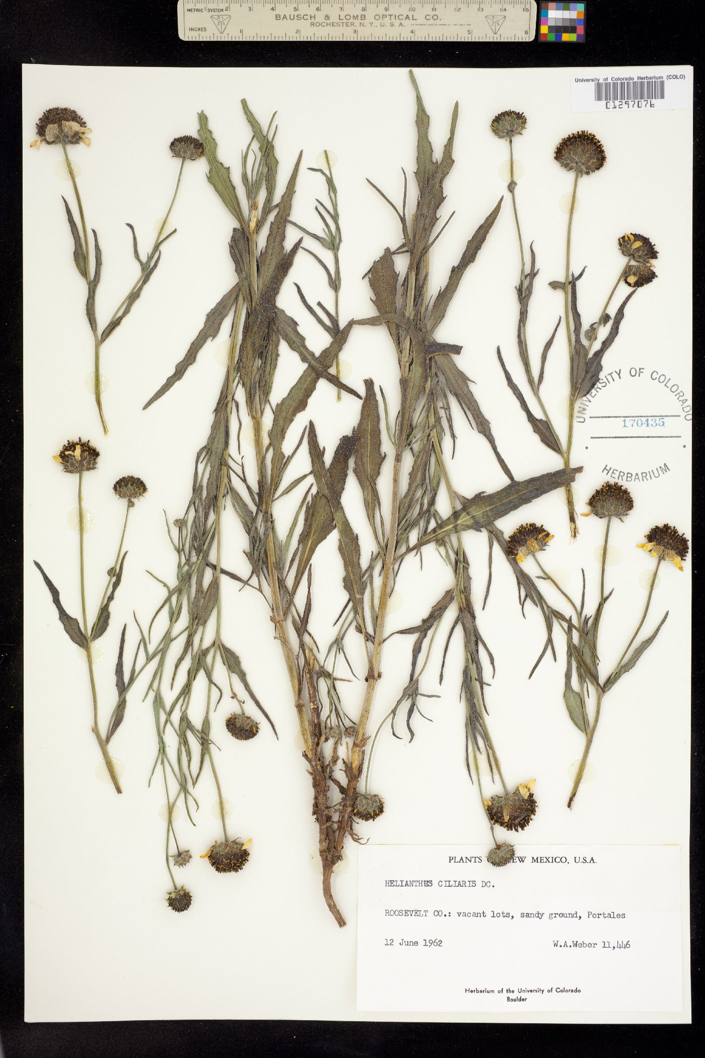 Helianthus ciliaris image