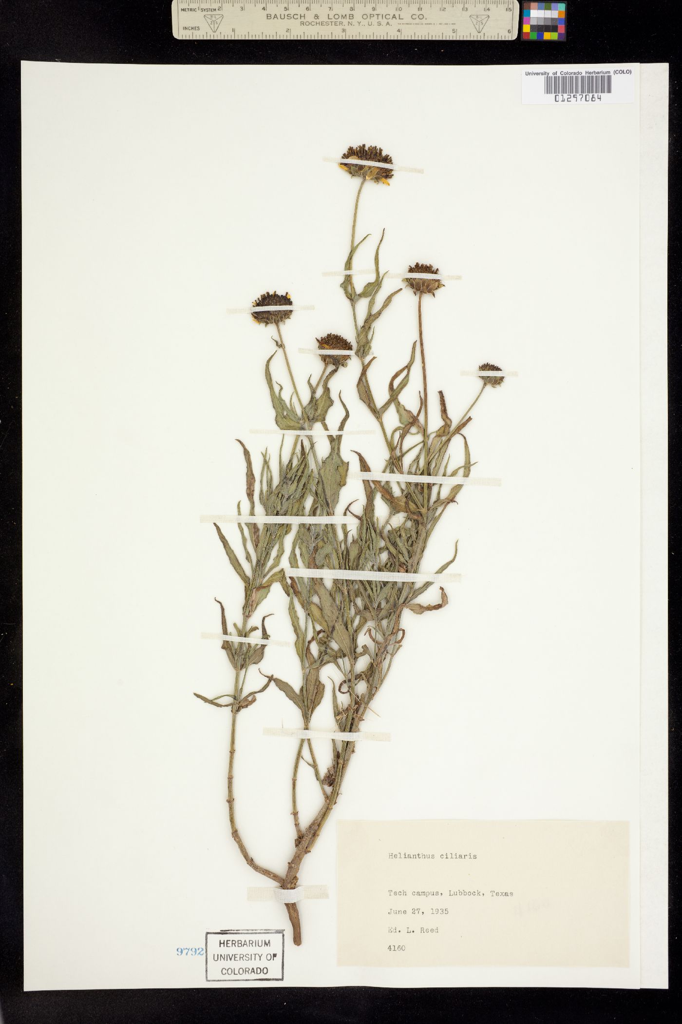 Helianthus ciliaris image