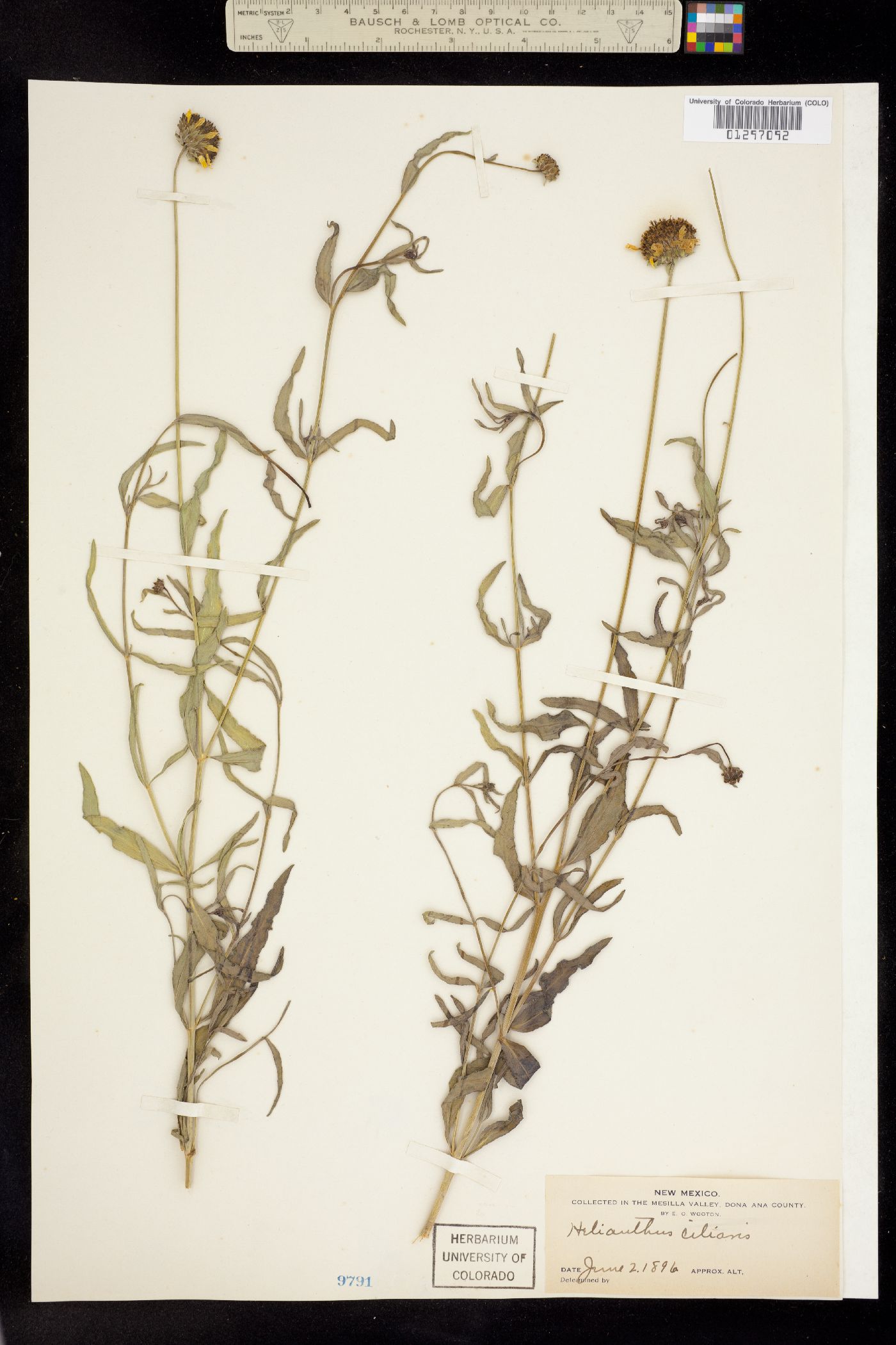 Helianthus ciliaris image