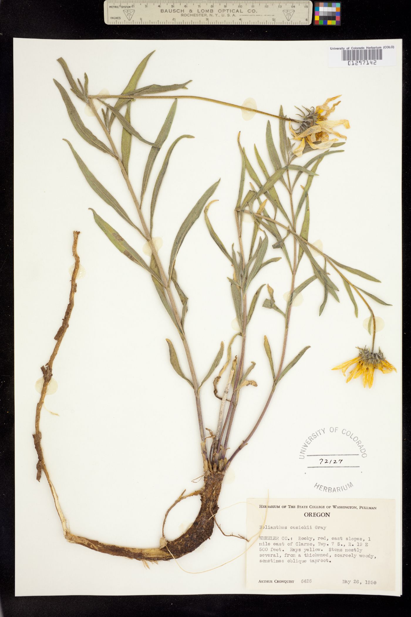 Helianthus cusickii image