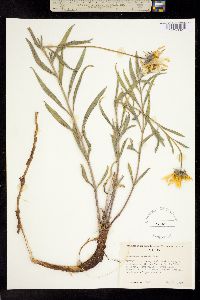Helianthus cusickii image