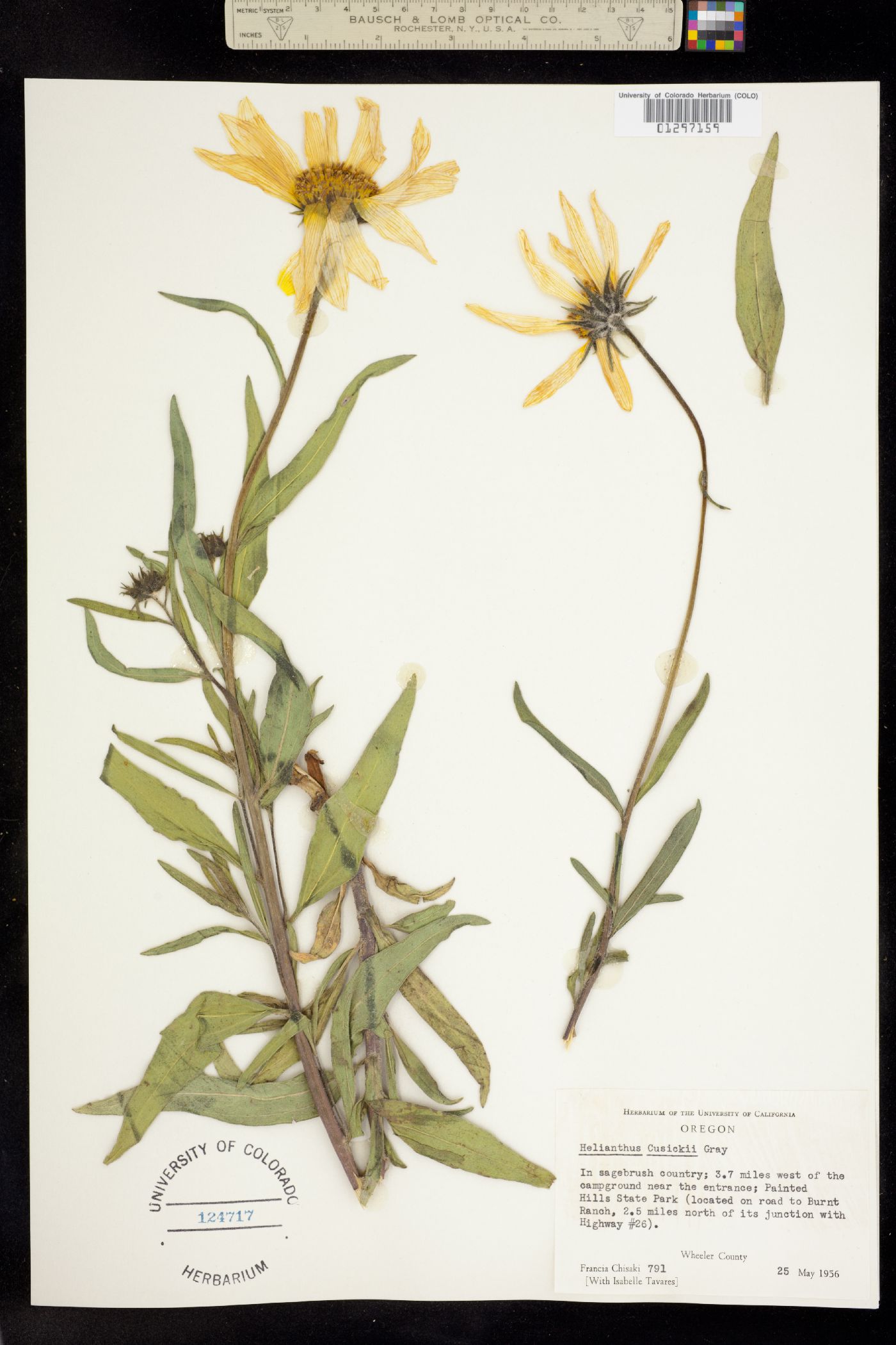 Helianthus cusickii image