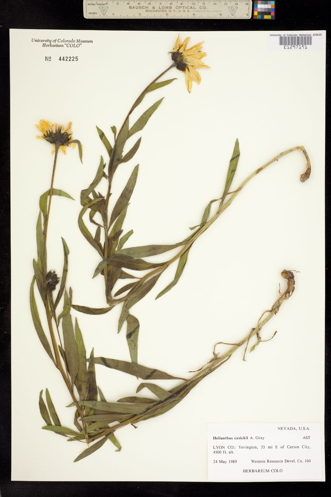 Helianthus cusickii image