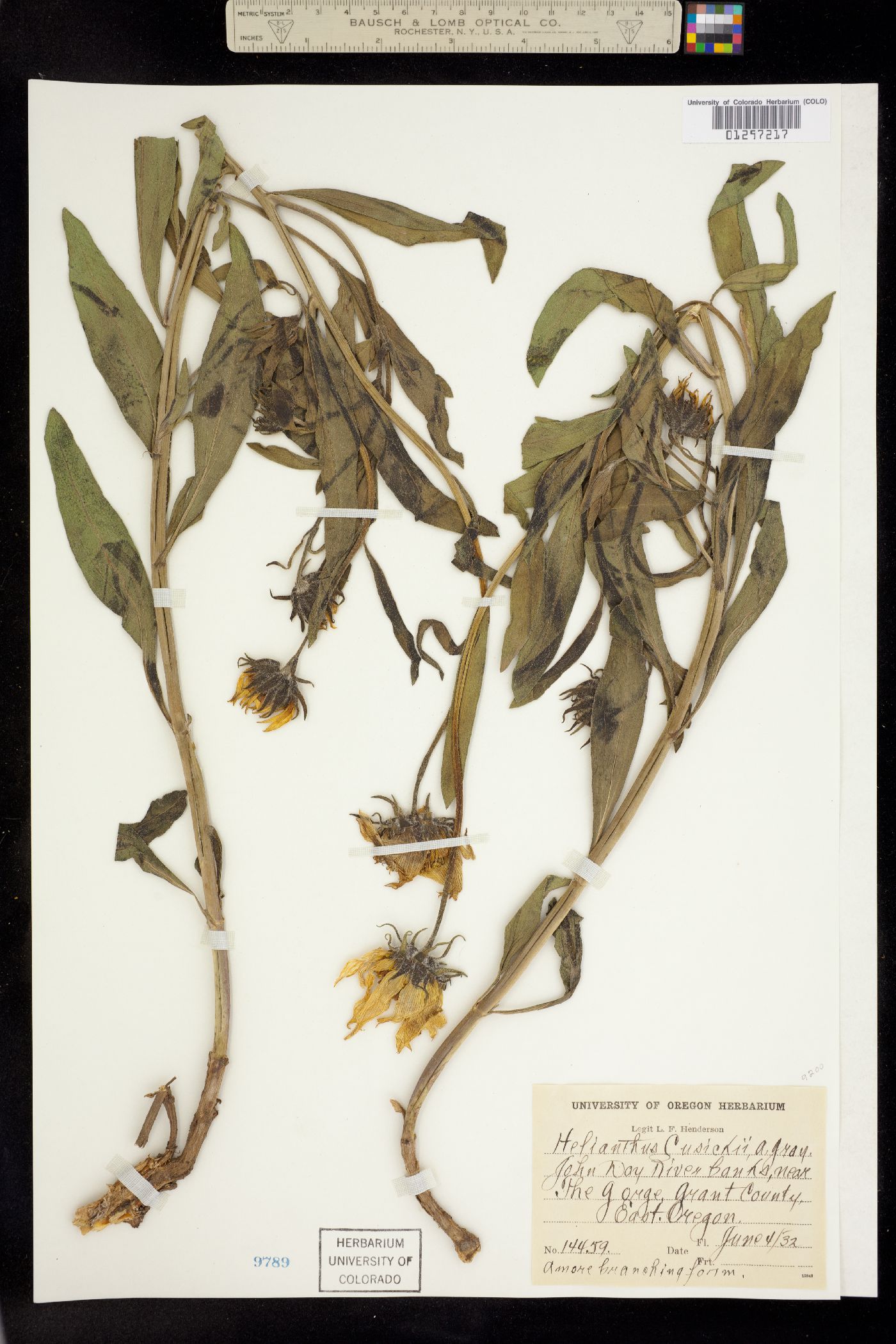 Helianthus cusickii image