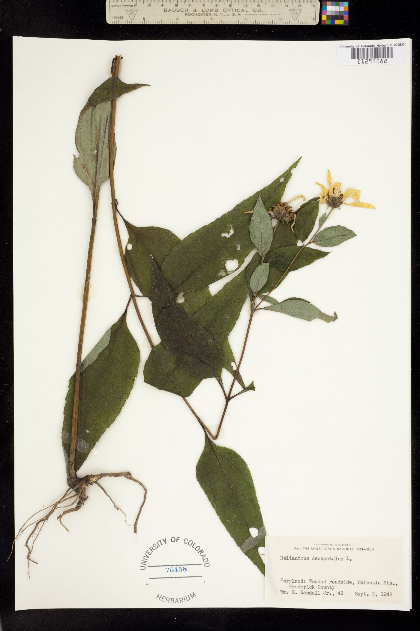 Helianthus decapetalus image