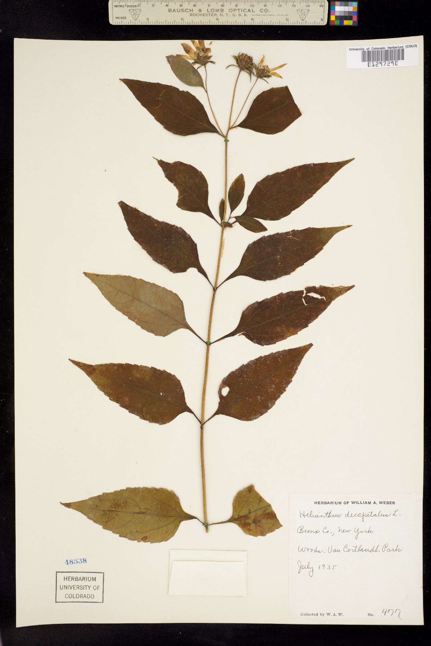 Helianthus decapetalus image