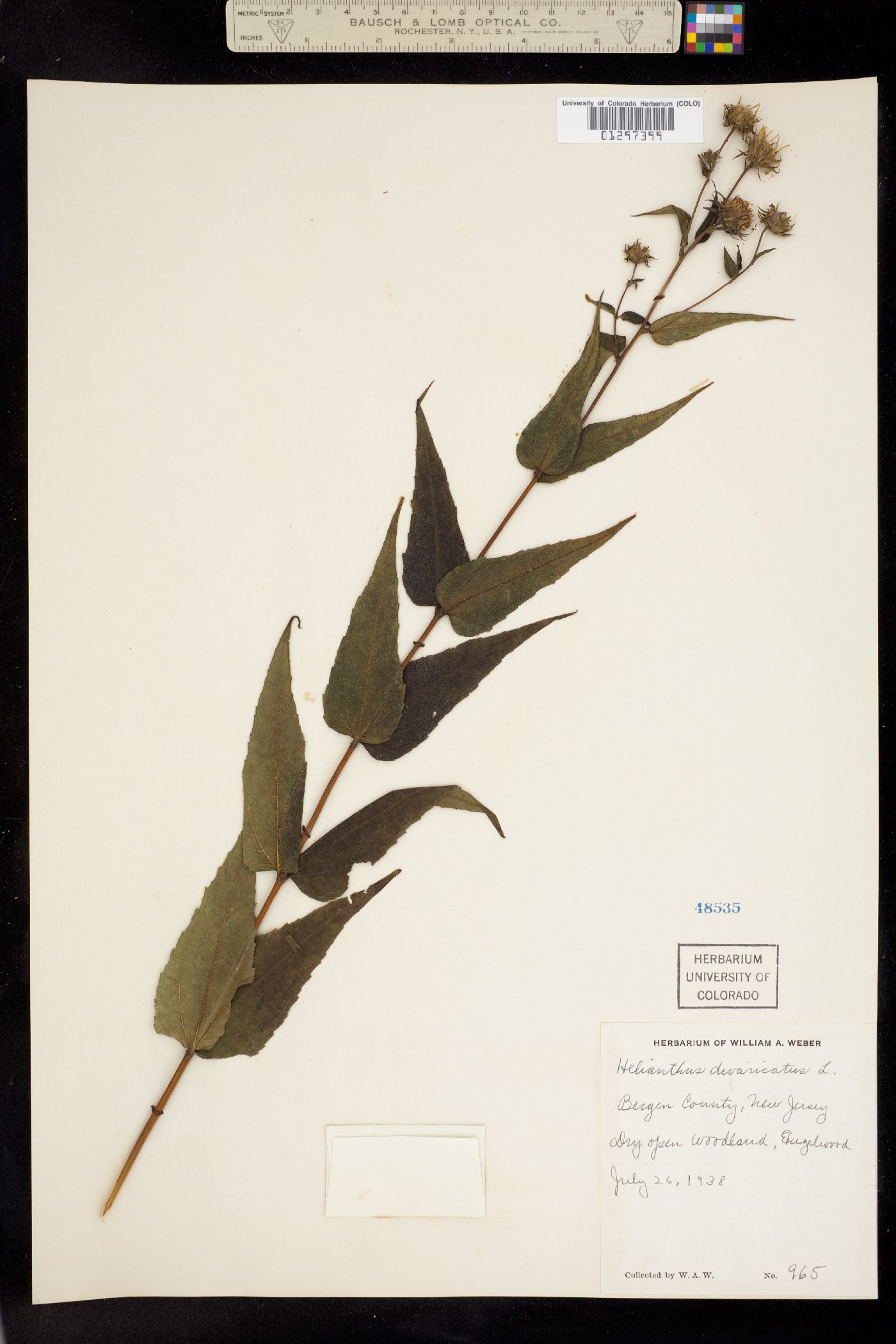 Helianthus divaricatus image