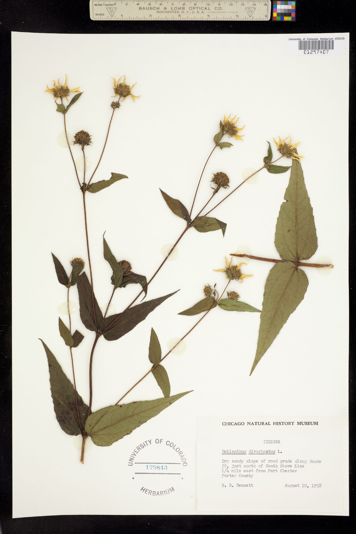 Helianthus divaricatus image