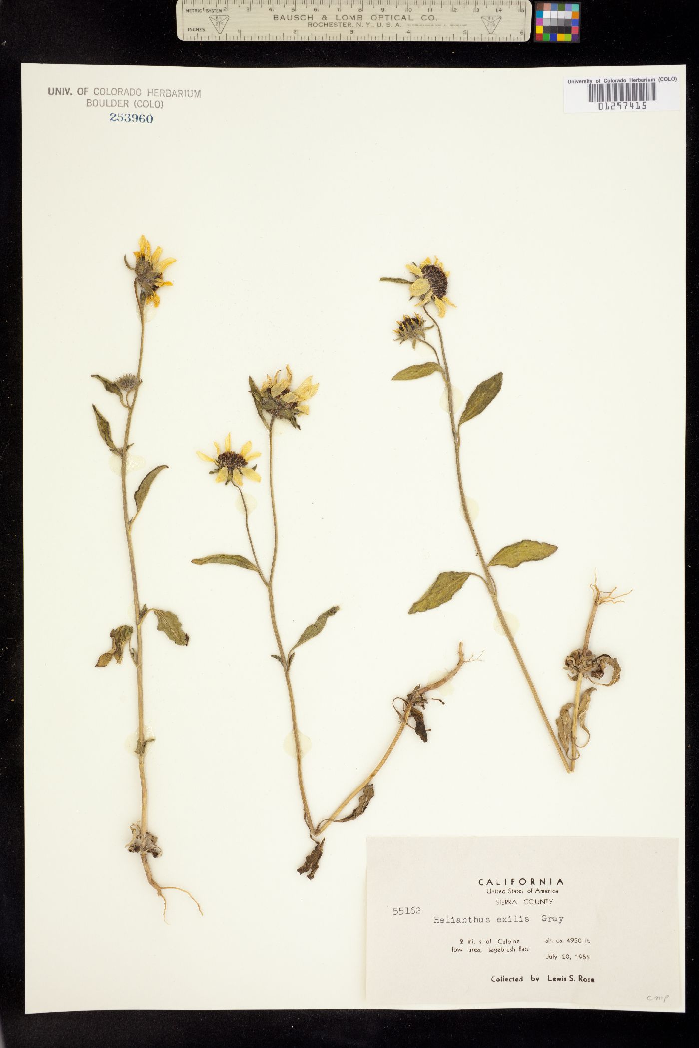 Helianthus exilis image