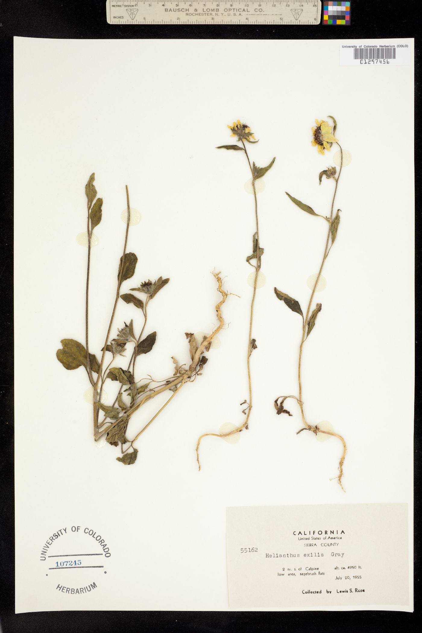 Helianthus exilis image