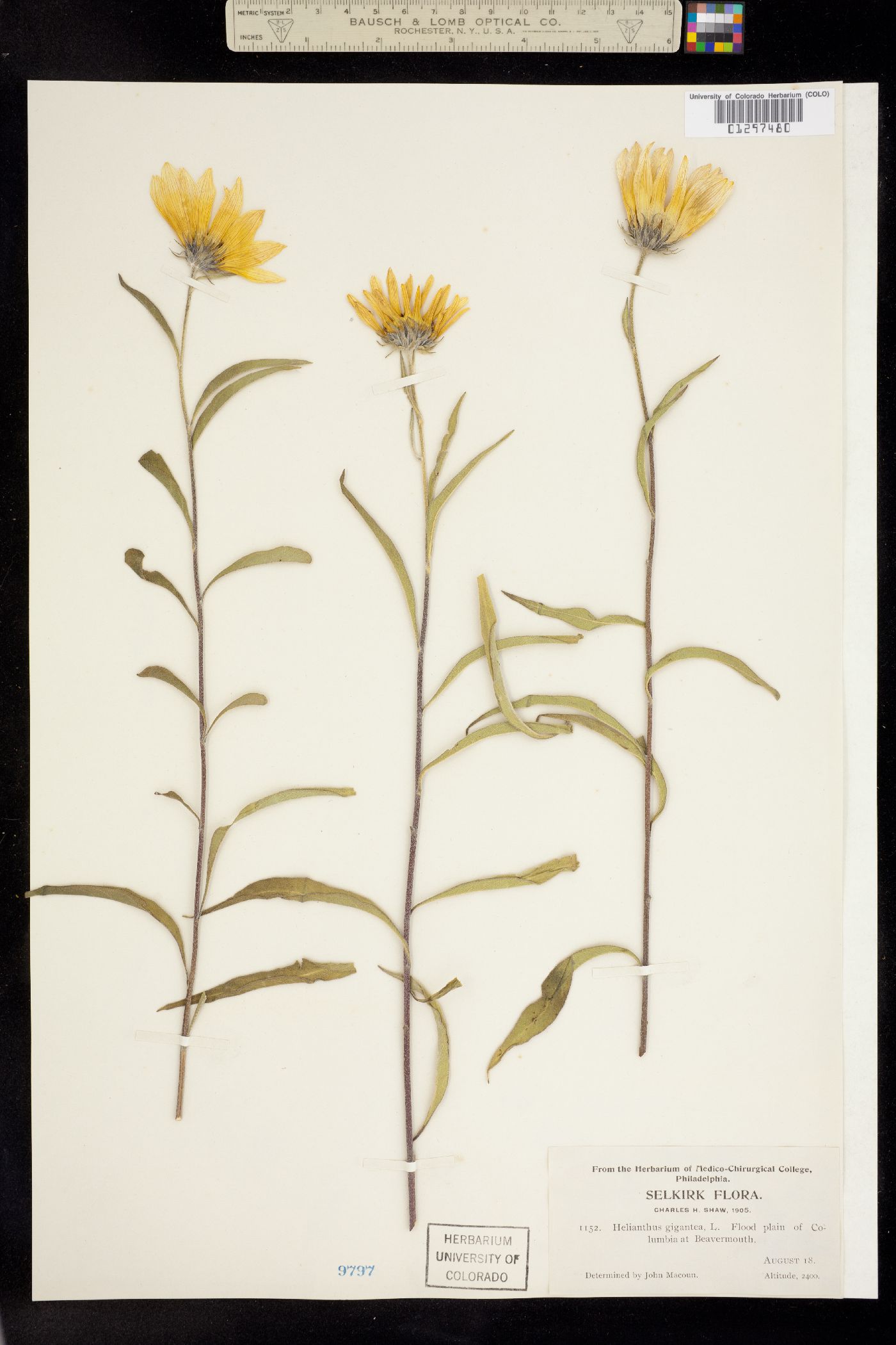 Helianthus giganteus image