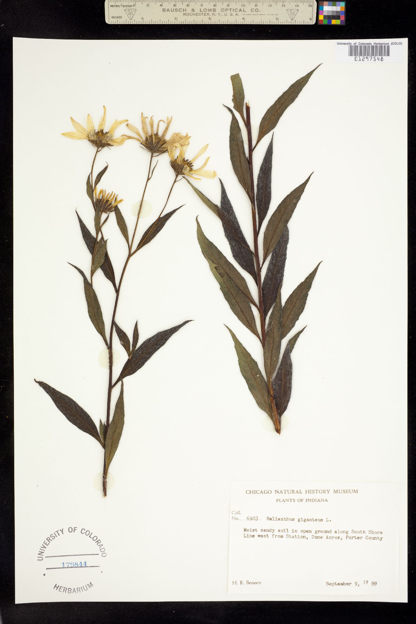 Helianthus giganteus image