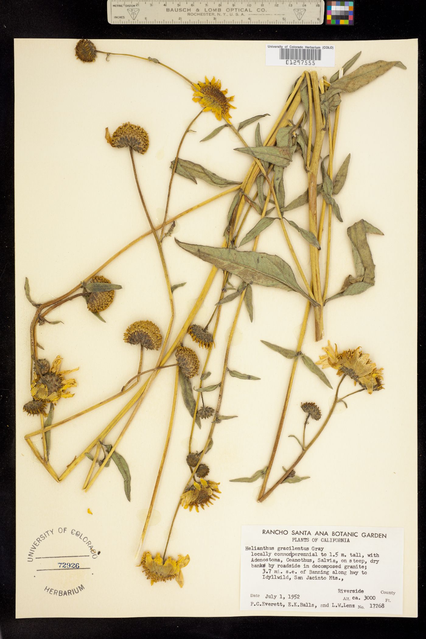 Helianthus gracilentus image