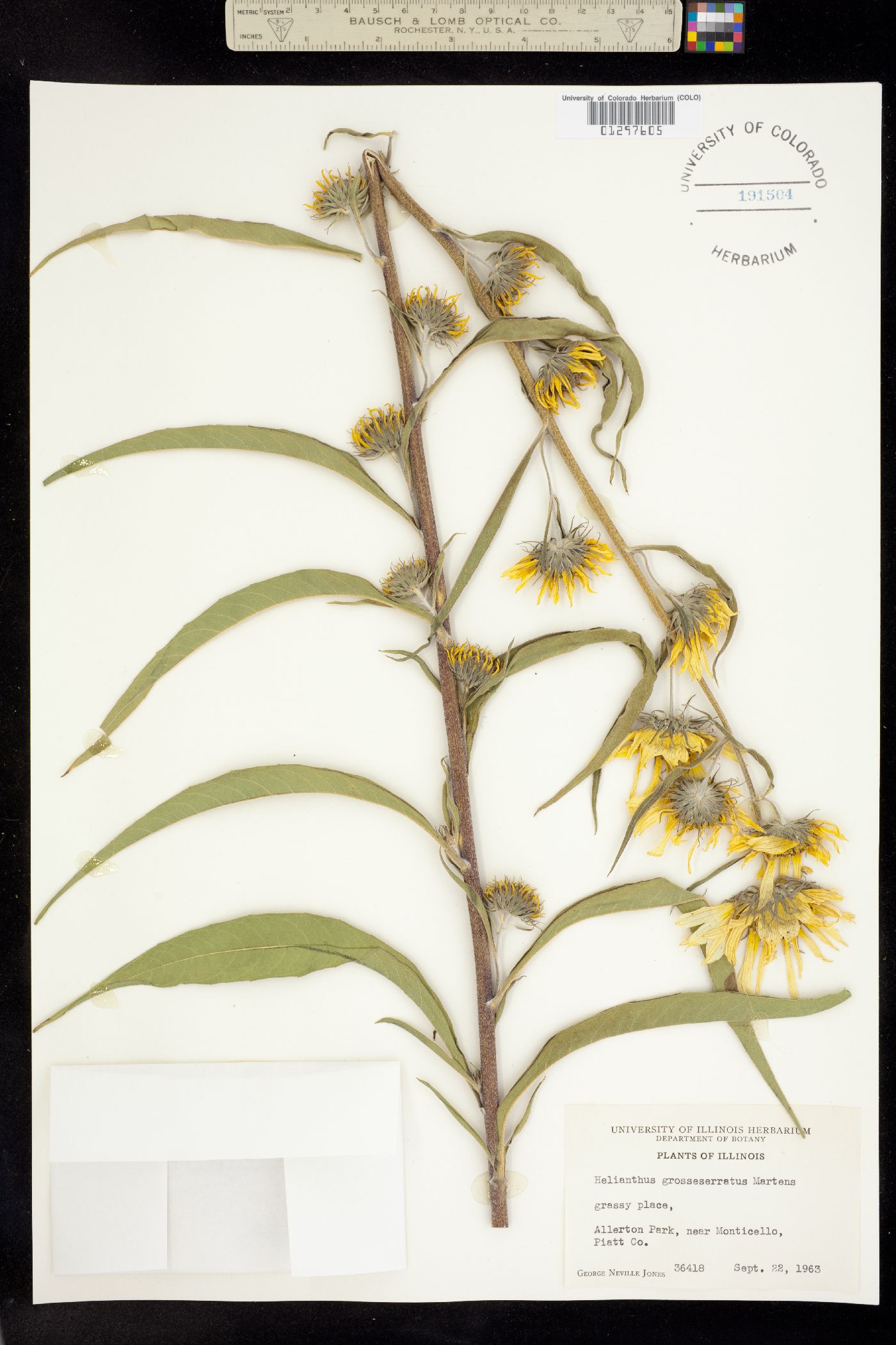 Helianthus grosseserratus image