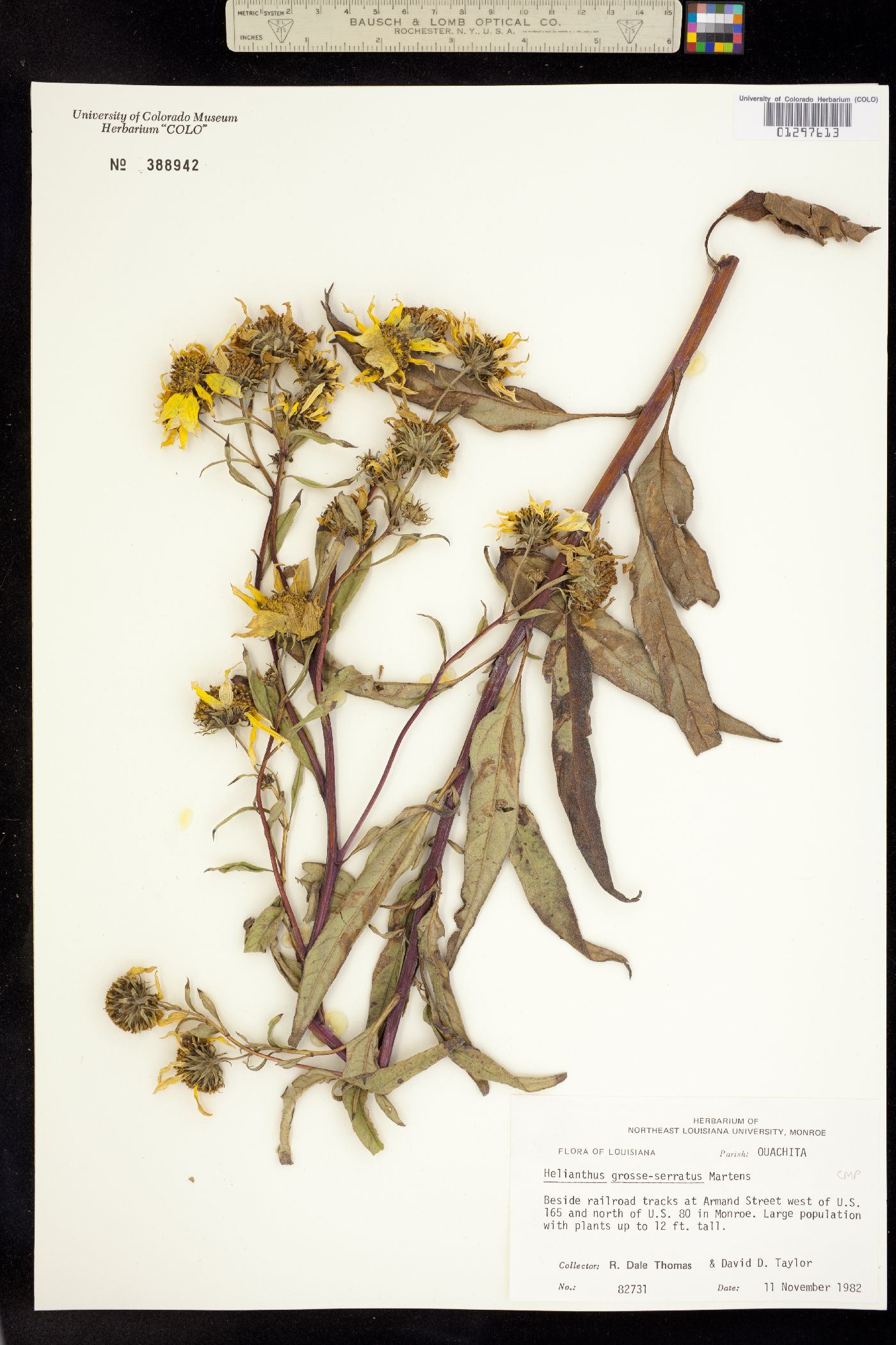 Helianthus grosseserratus image