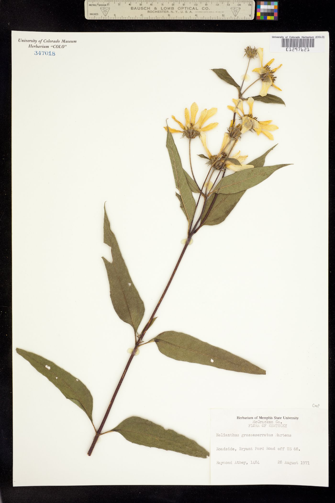 Helianthus grosseserratus image
