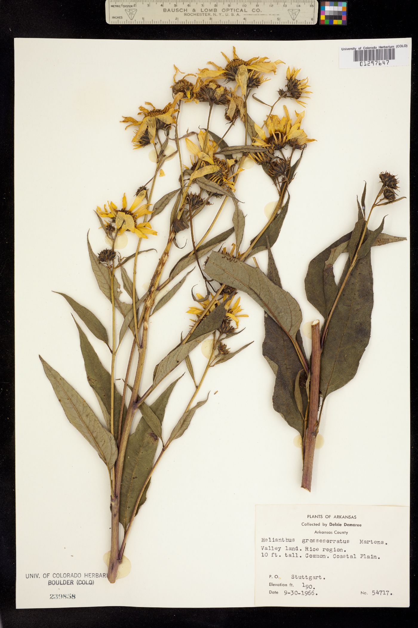 Helianthus grosseserratus image