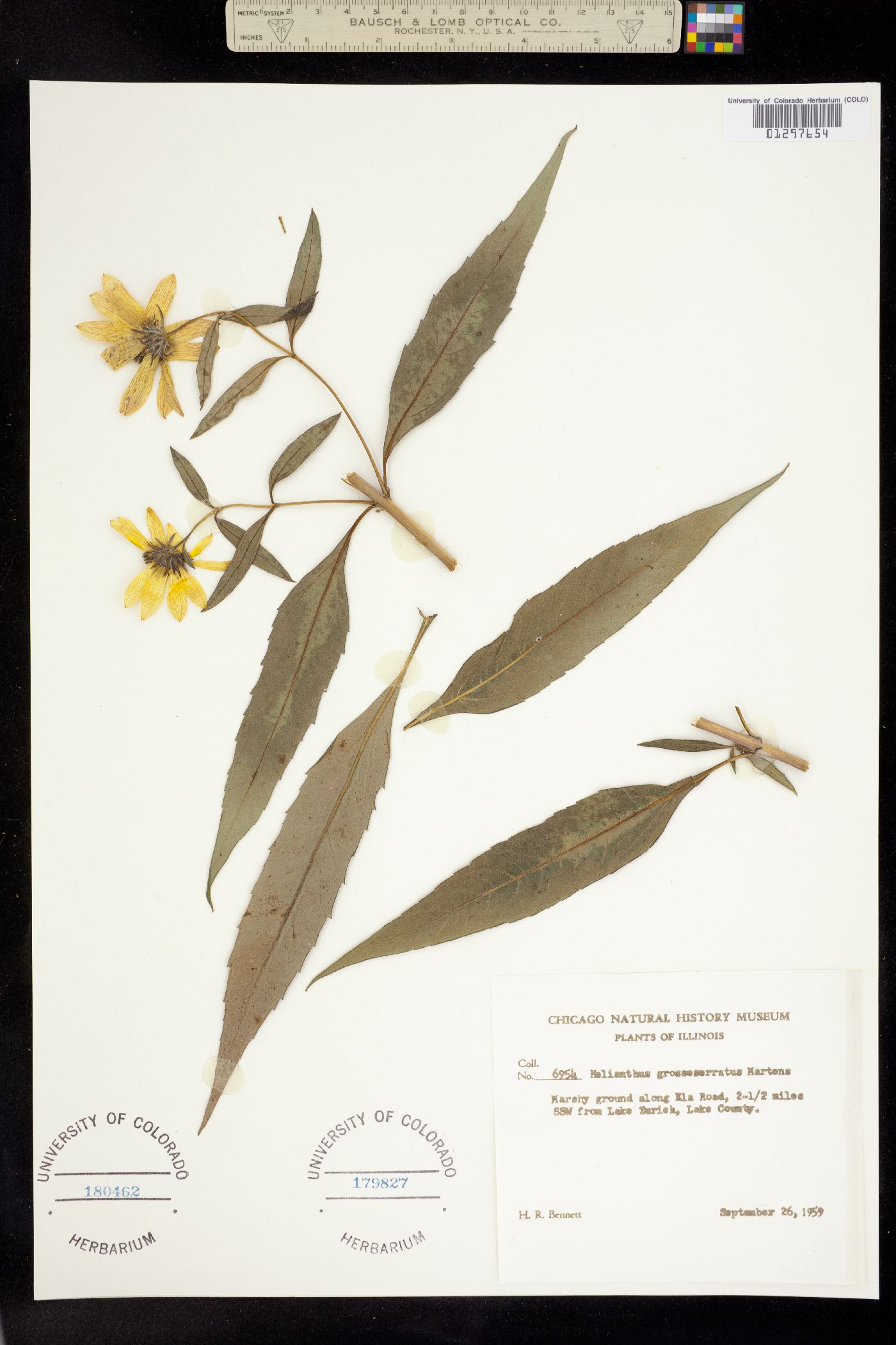 Helianthus grosseserratus image