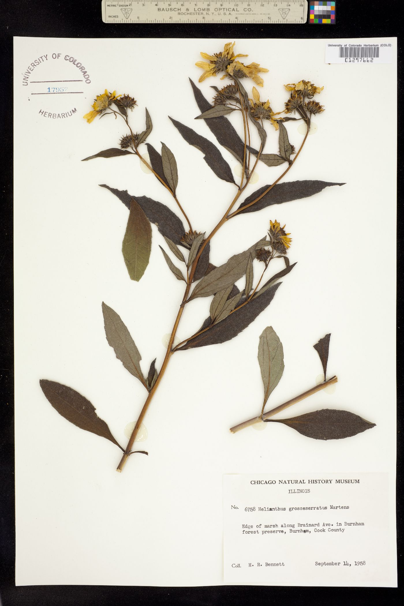 Helianthus grosseserratus image