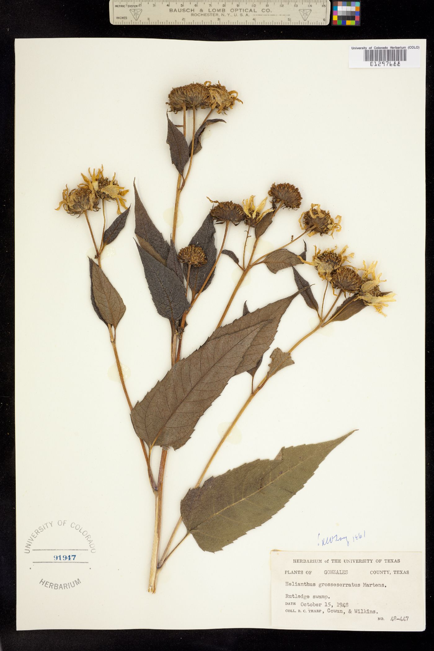 Helianthus grosseserratus image