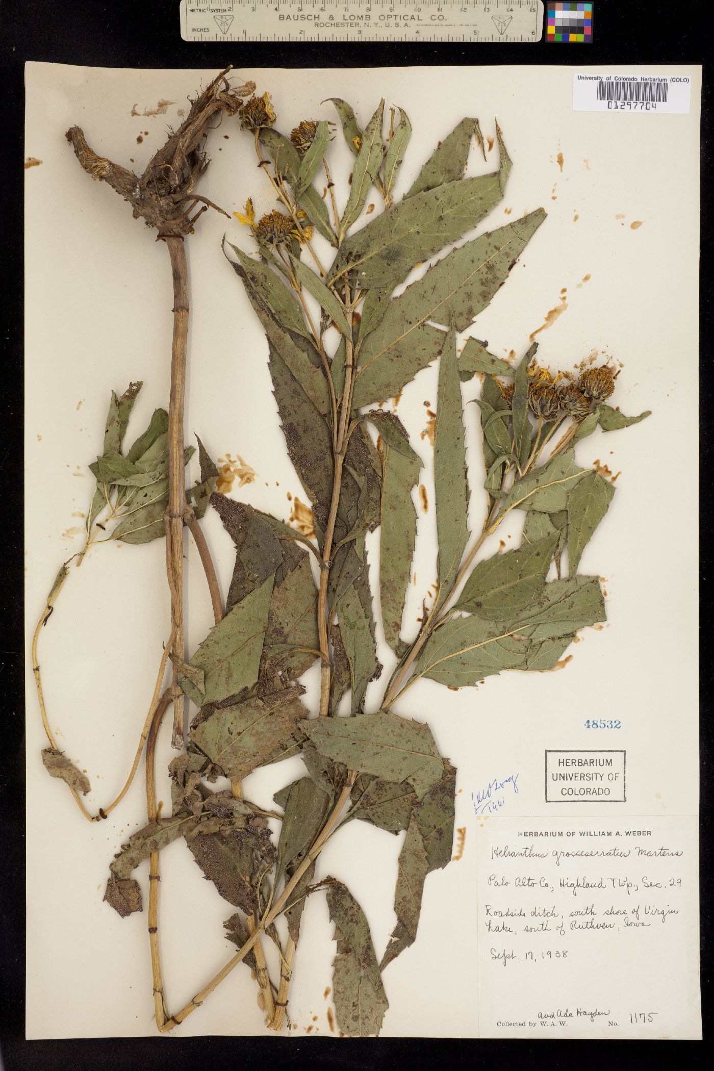 Helianthus grosseserratus image