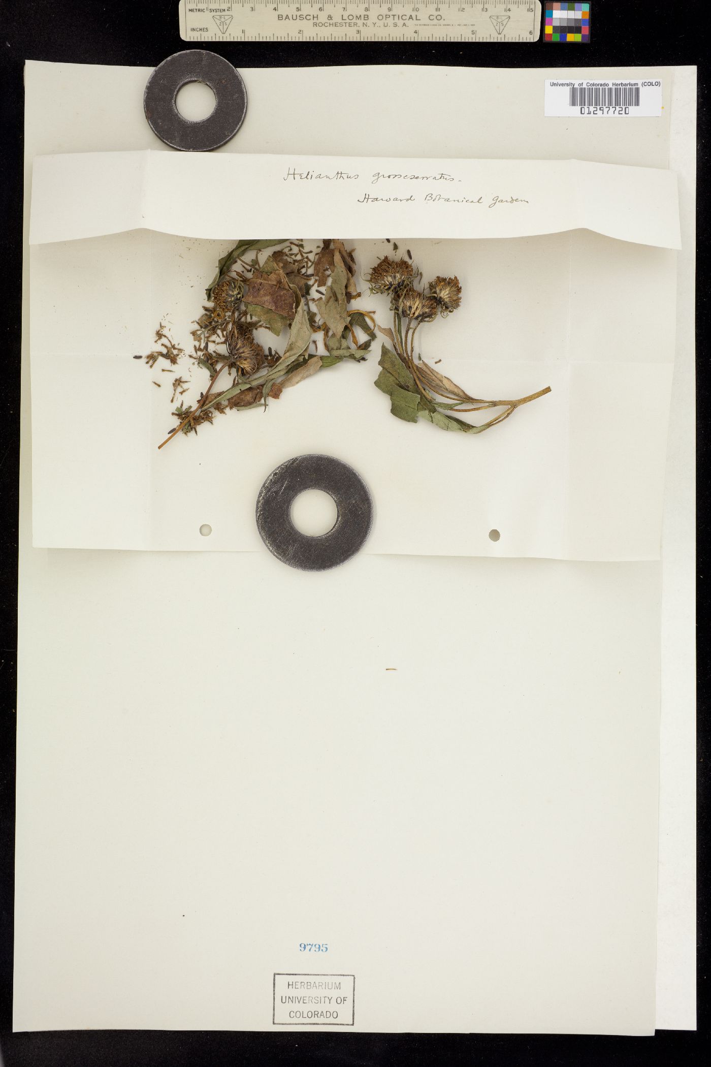 Helianthus grosseserratus image