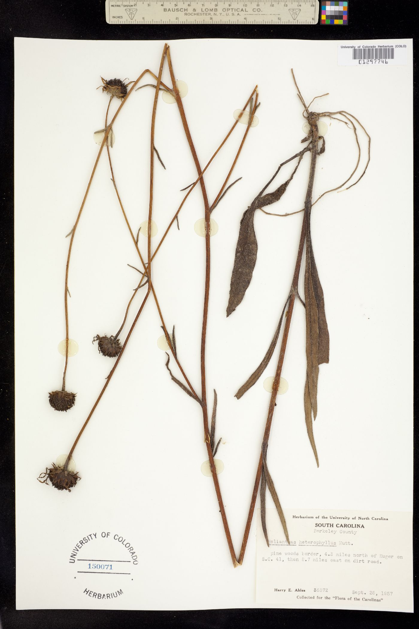 Helianthus heterophyllus image