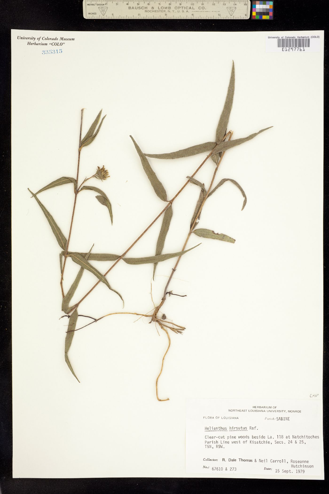 Helianthus hirsutus image