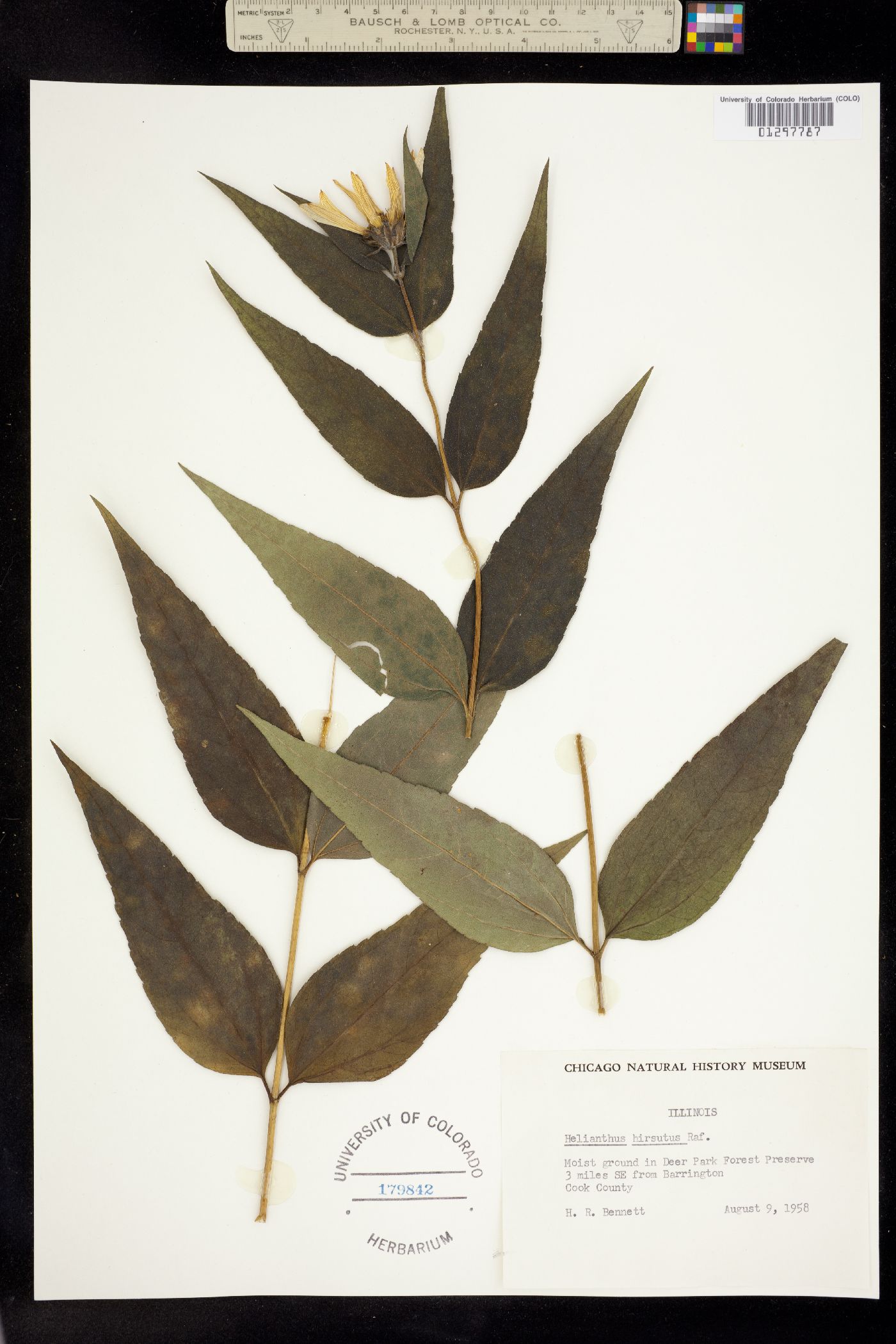 Helianthus hirsutus image