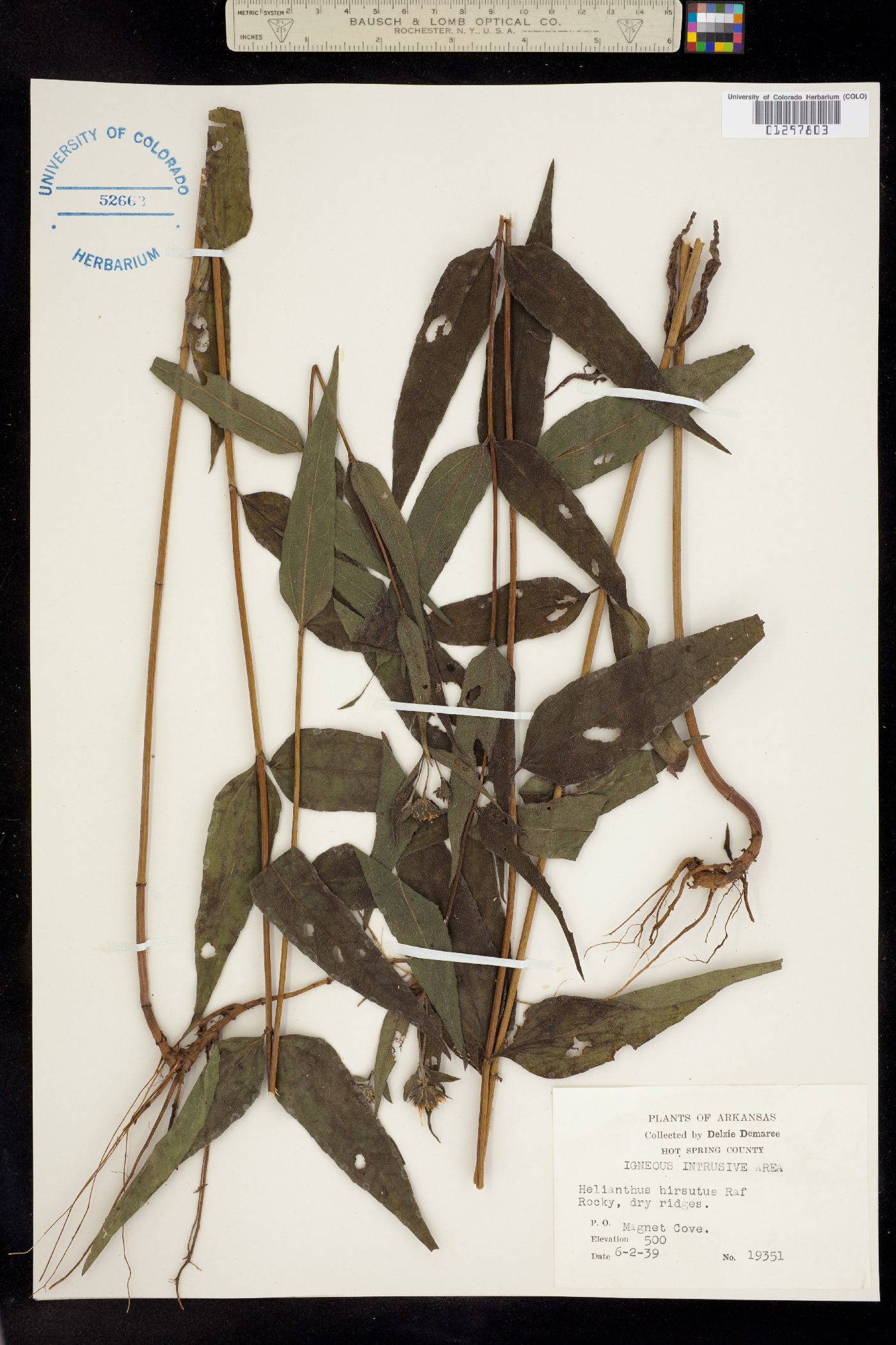 Helianthus hirsutus image