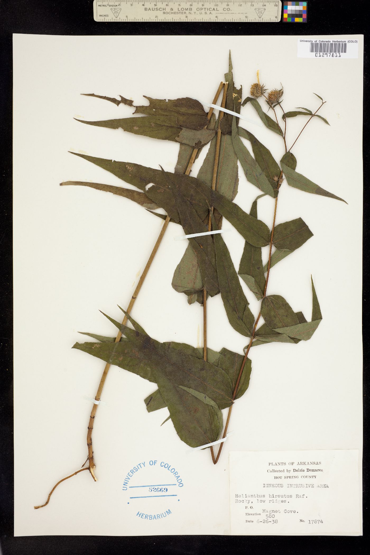 Helianthus hirsutus image