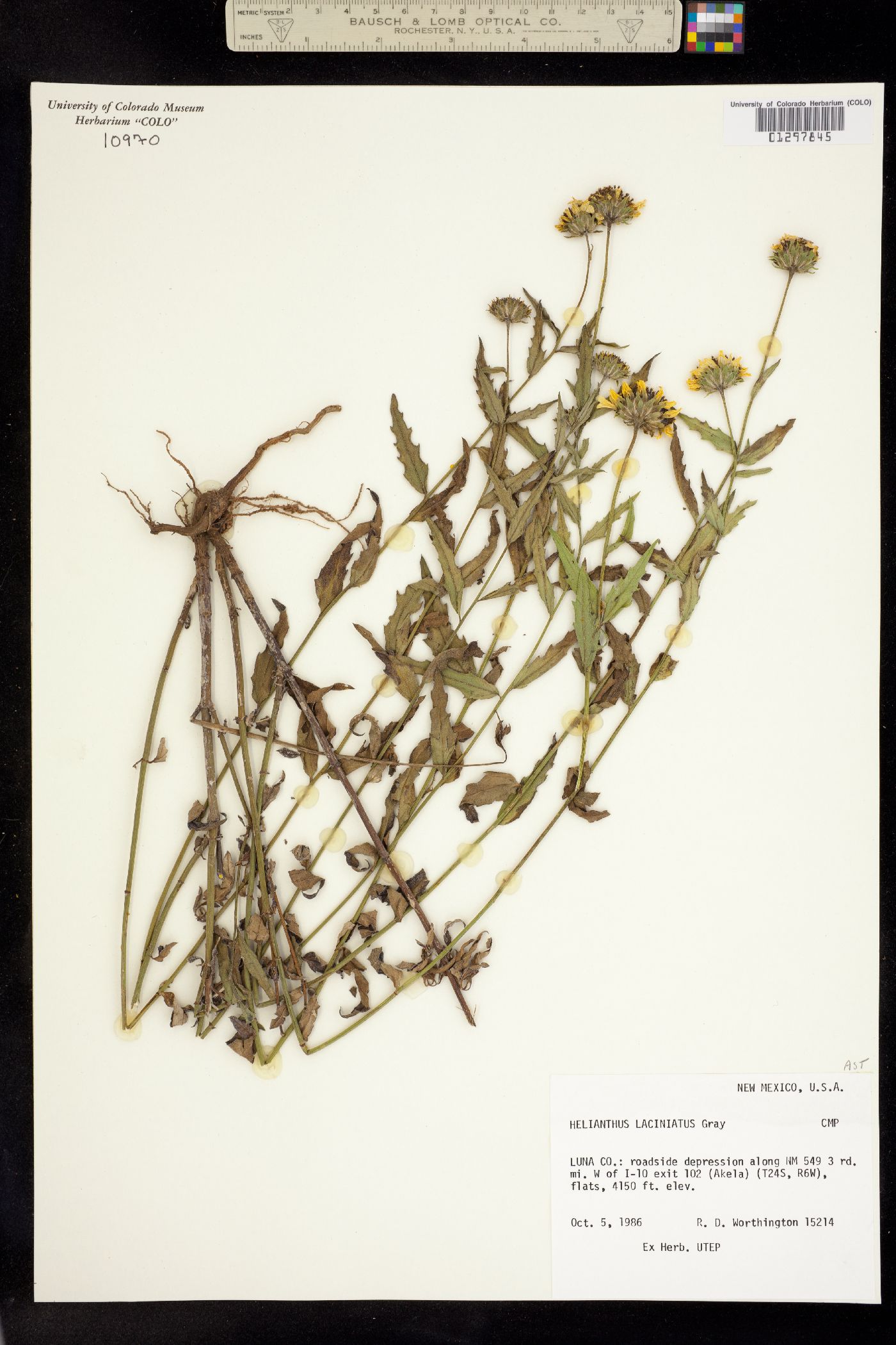 Helianthus laciniatus image