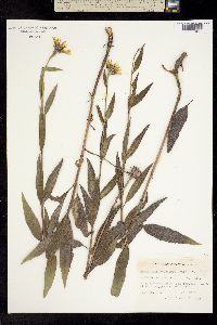 Helianthus laetiflorus image