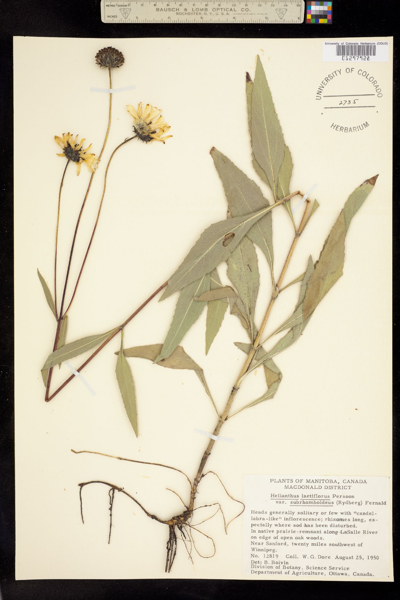 Helianthus laetiflorus image