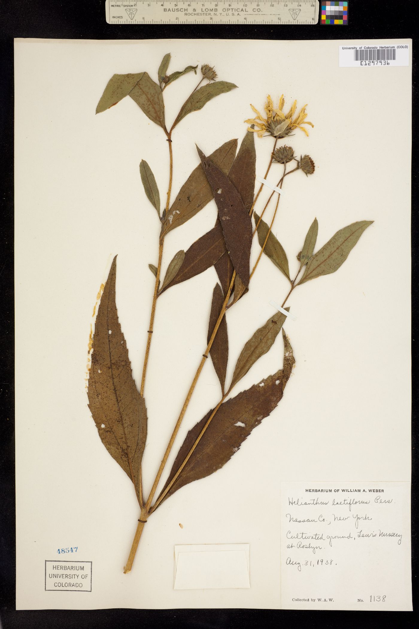 Helianthus laetiflorus image