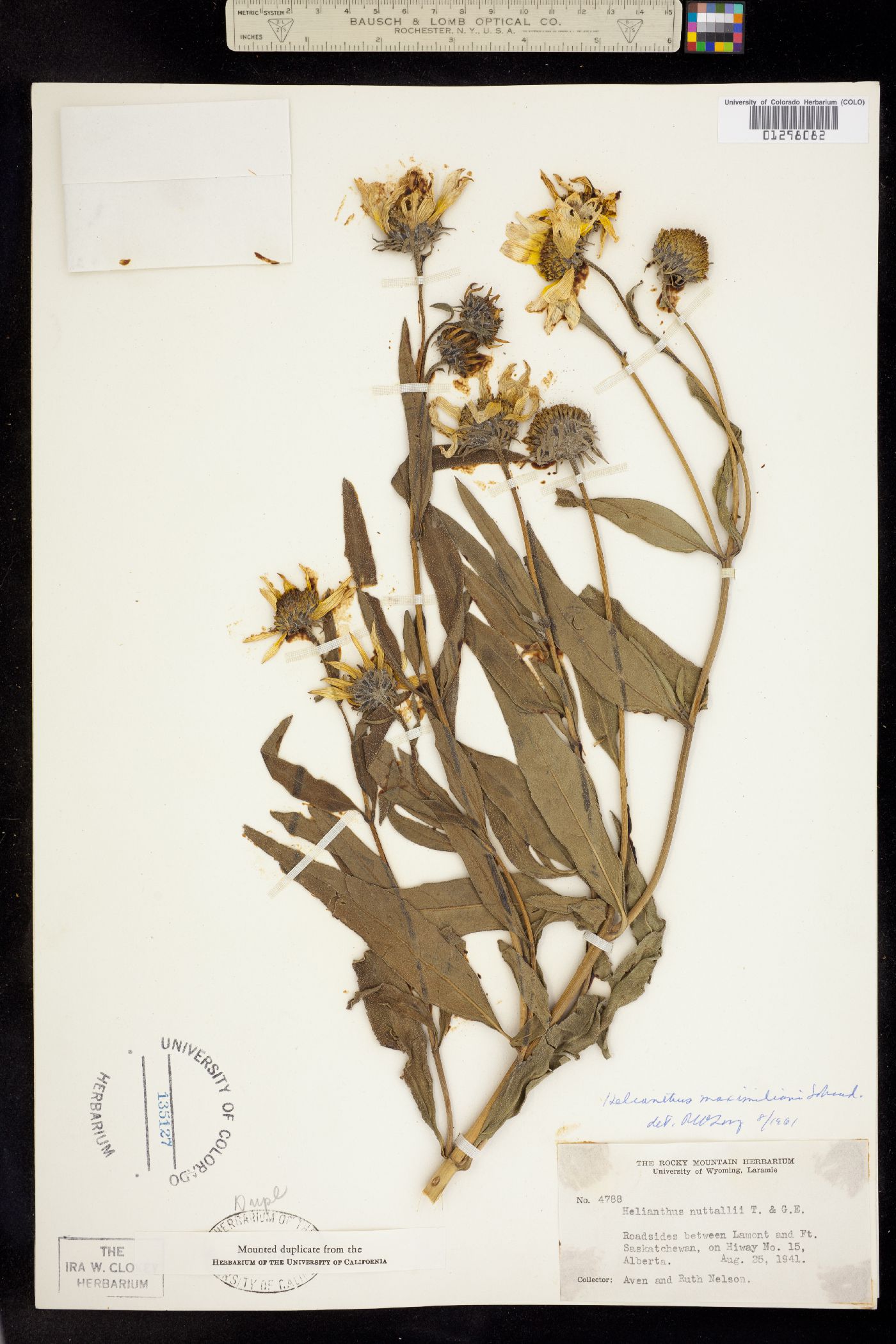 Helianthus maximiliani image